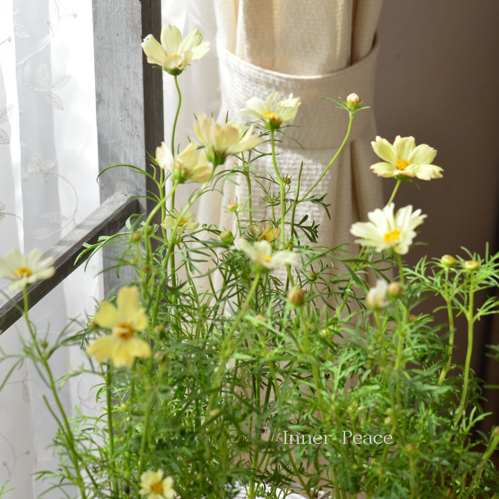 かわいい】 コスモス 『イエローキャンパス』 3.5寸POT