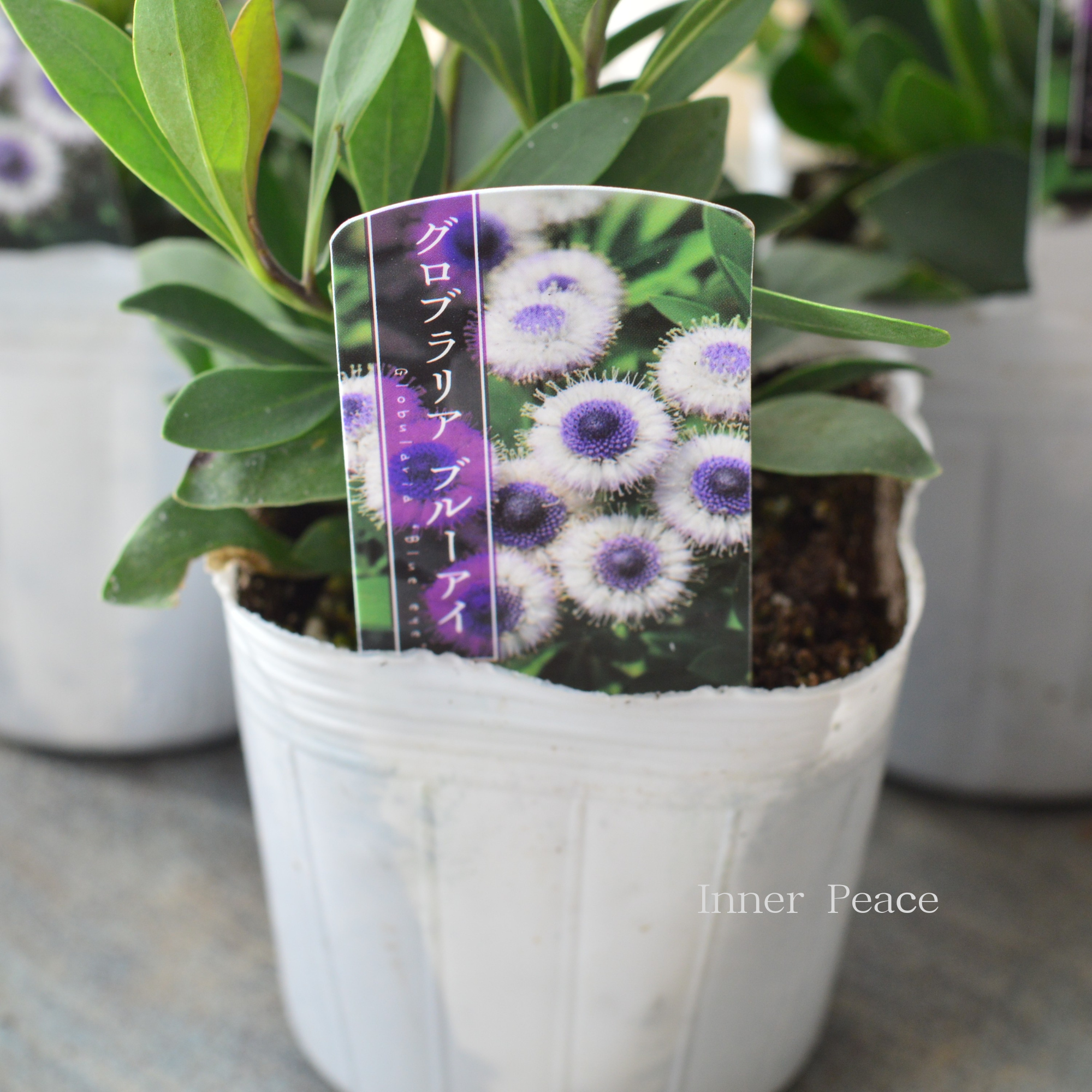 【個性的】 グロブラリア　『ブルーアイ』　　3寸POT