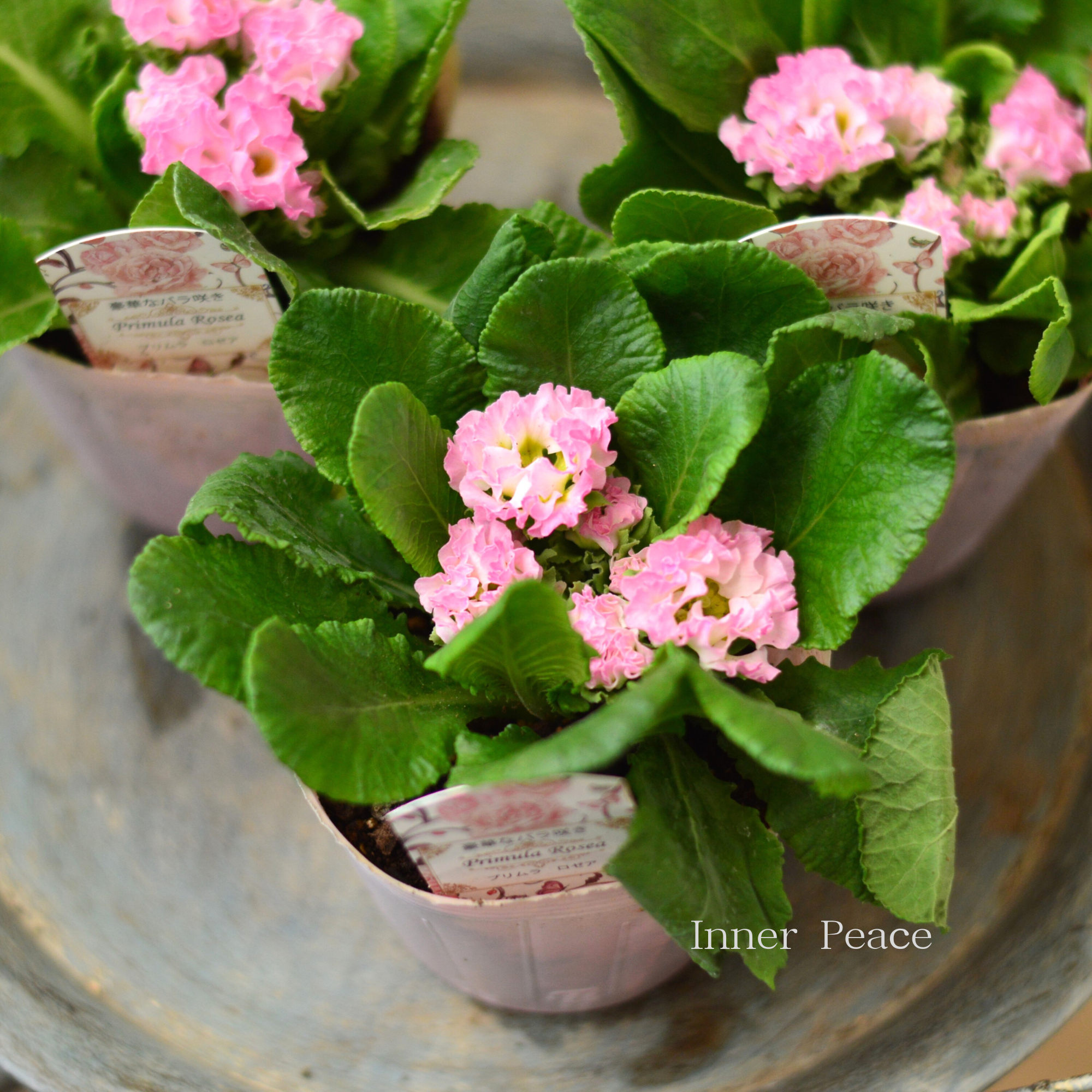 【美しい】 プリムラ・ジュリアン　『ロゼア　ピンク』   3.5寸POT