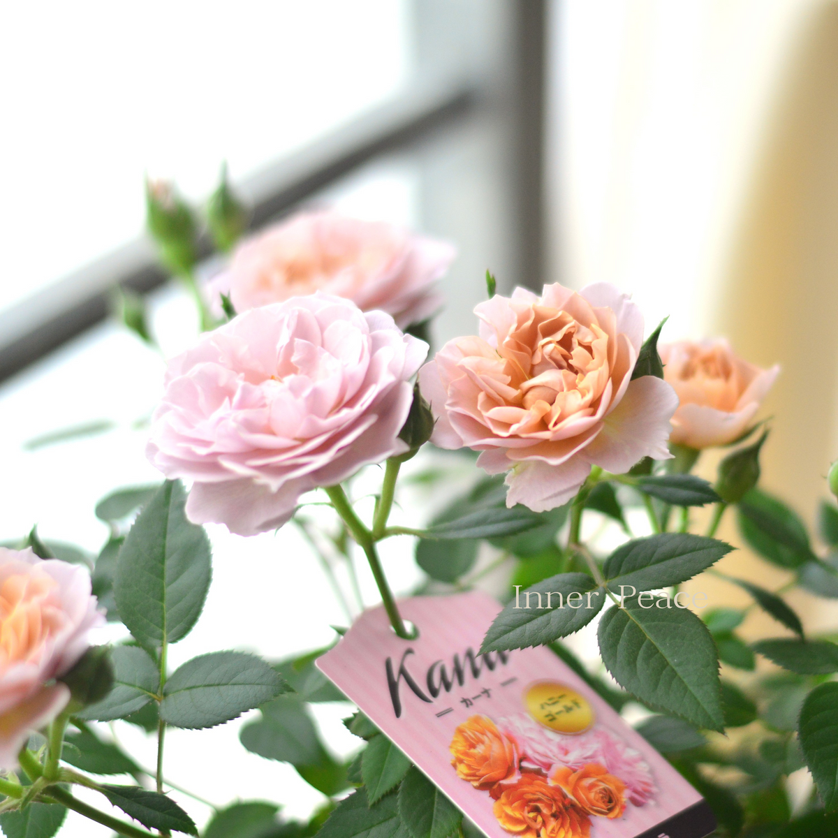 5_014a2d87-5efc-49ea-98f6-