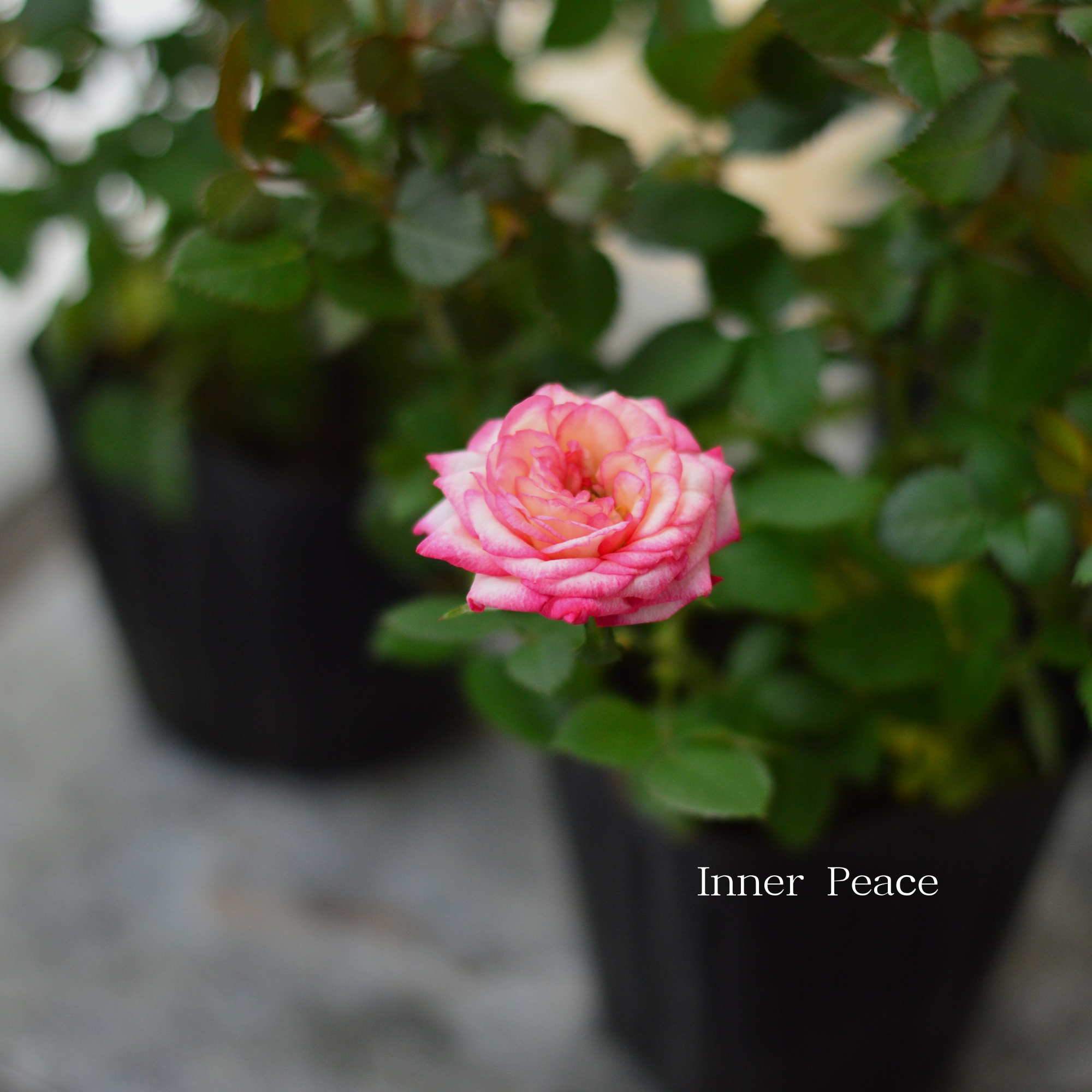 【分割できる】 ミニ薔薇  『コルダナ・ハーレクイン』  3寸POT