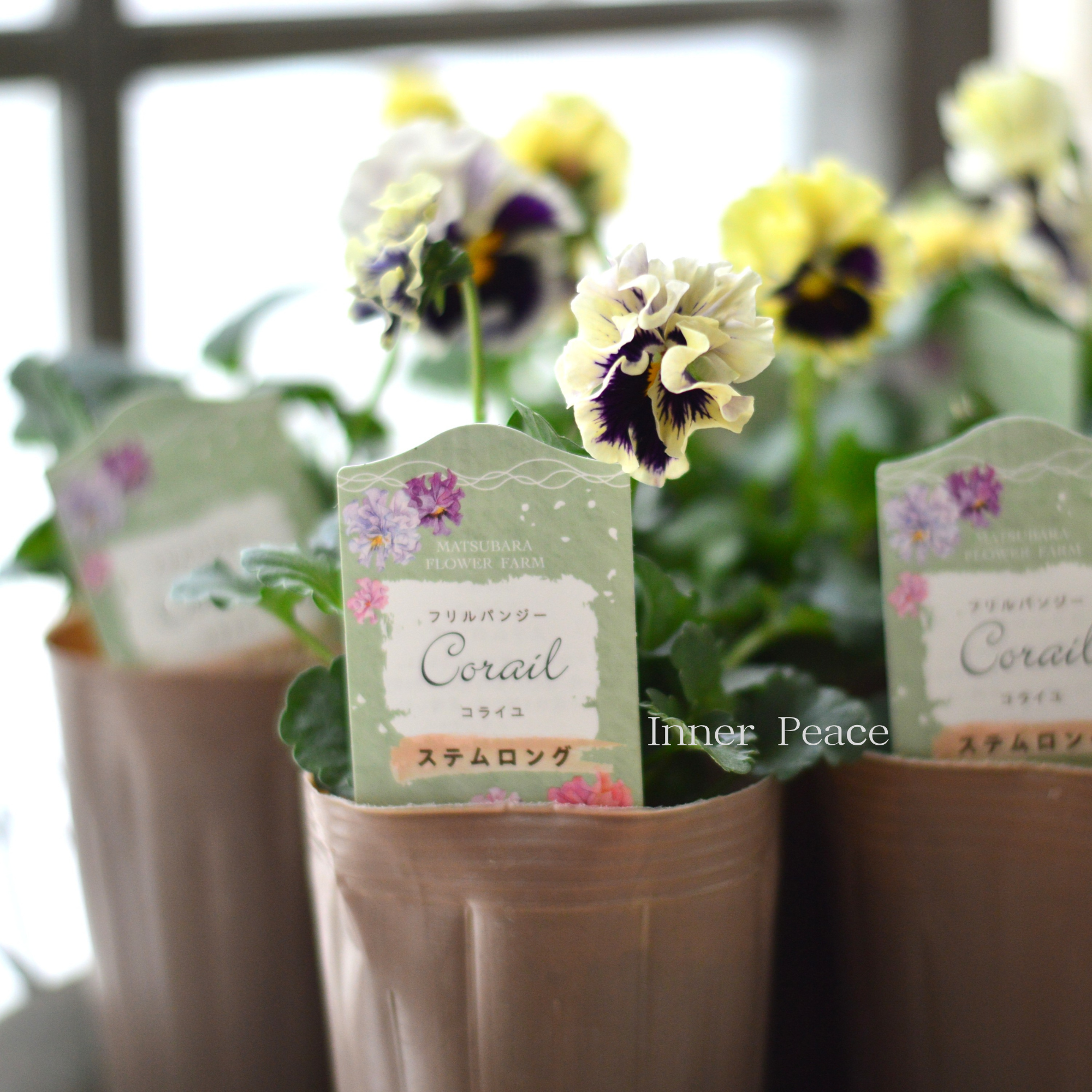 【素敵】 パンジー　『コライユ・ステムロング　カスタードベリー』　　3寸ロングPOT