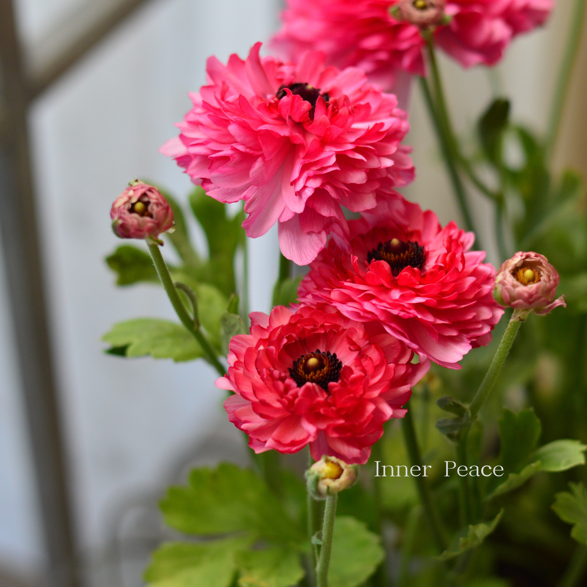 【豪華】 ラナンキュラス （ミックス）『ピンク系』　3.5寸ロングPOT