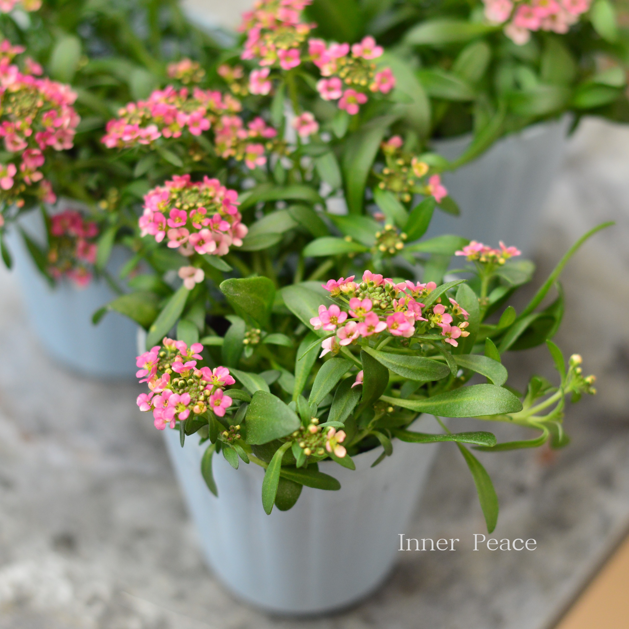 【寄せ植えに】 スイートアリッサム　『アプリコット』　　2.5寸POT