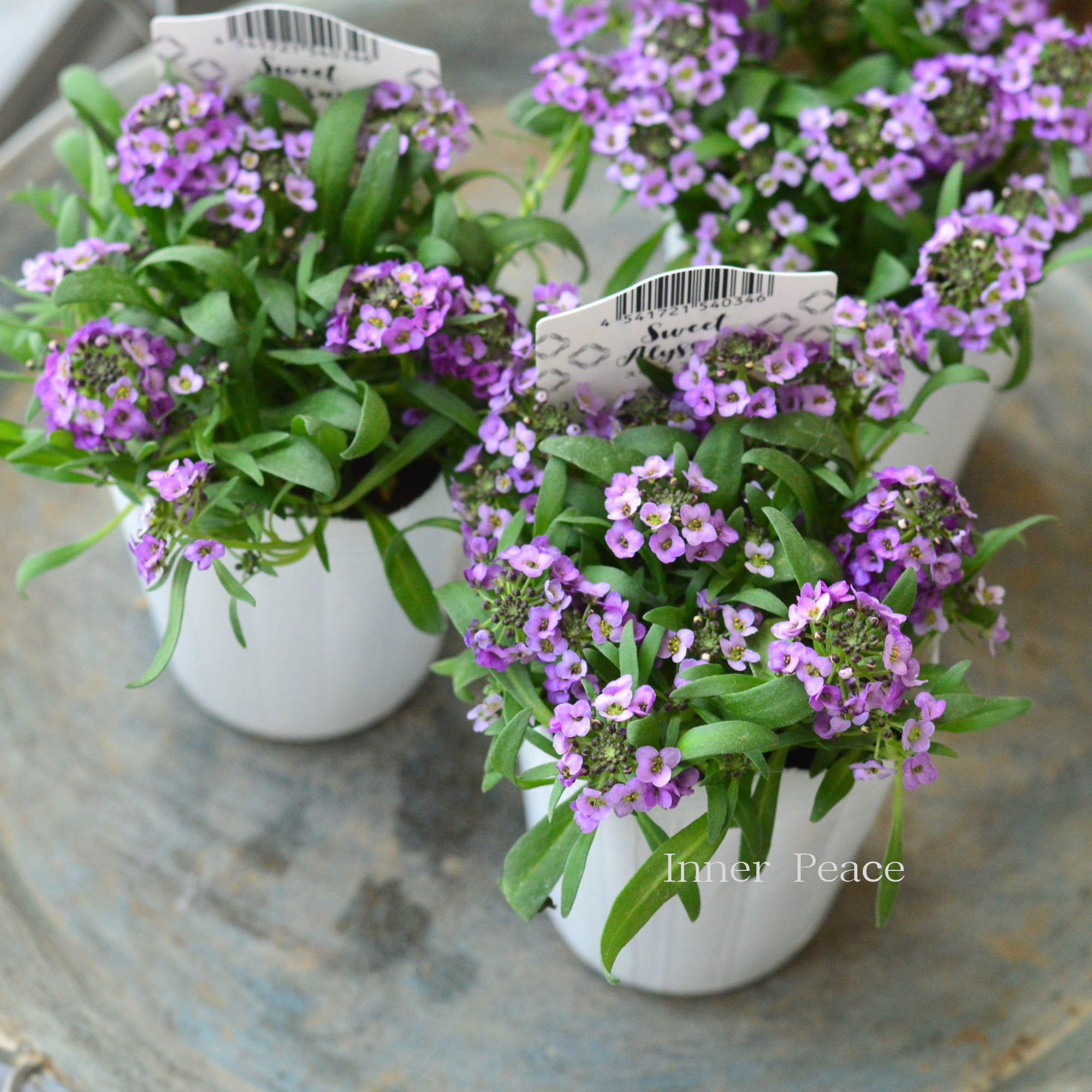 【かわいい】 スイートアリッサム　『アルーレ・ラベンダー』　2.5寸POT