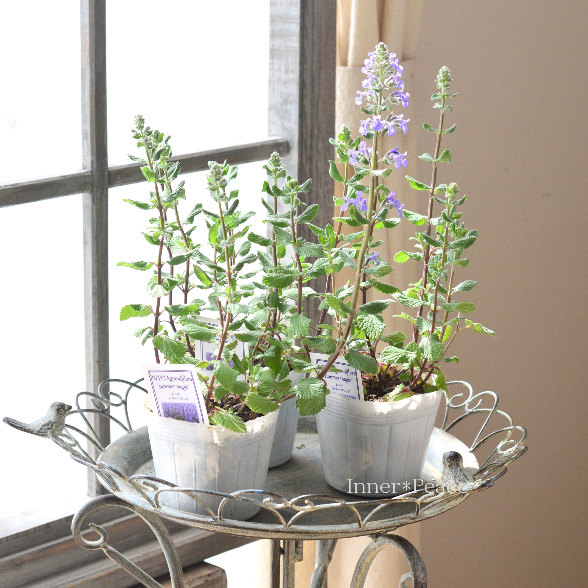 【爽やか】 ネペタ　『サマーマジック』　  3.5寸POT