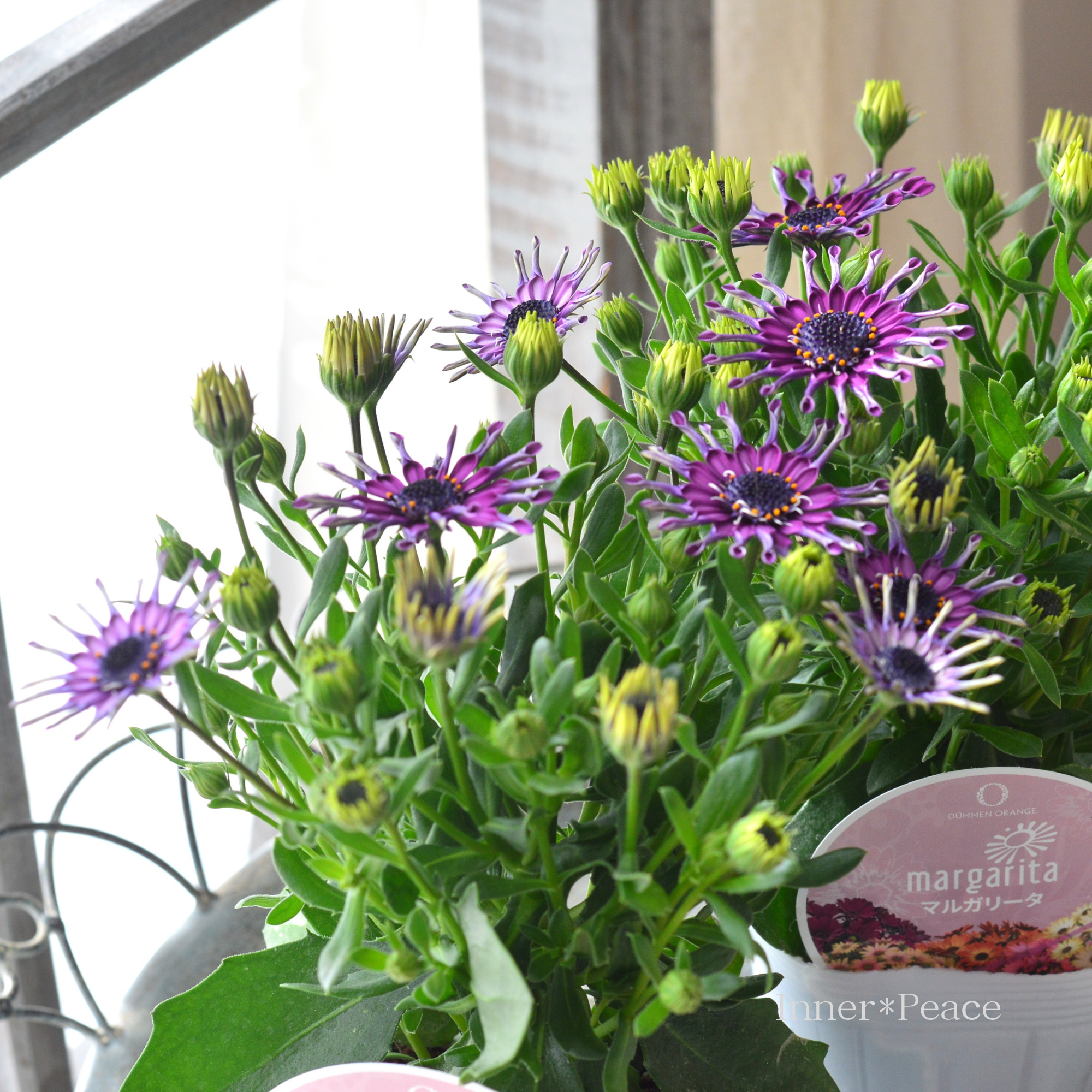 【スプーン咲き】 オステオスペルマム　『マルガリータ・パープル系』   3.5寸POT