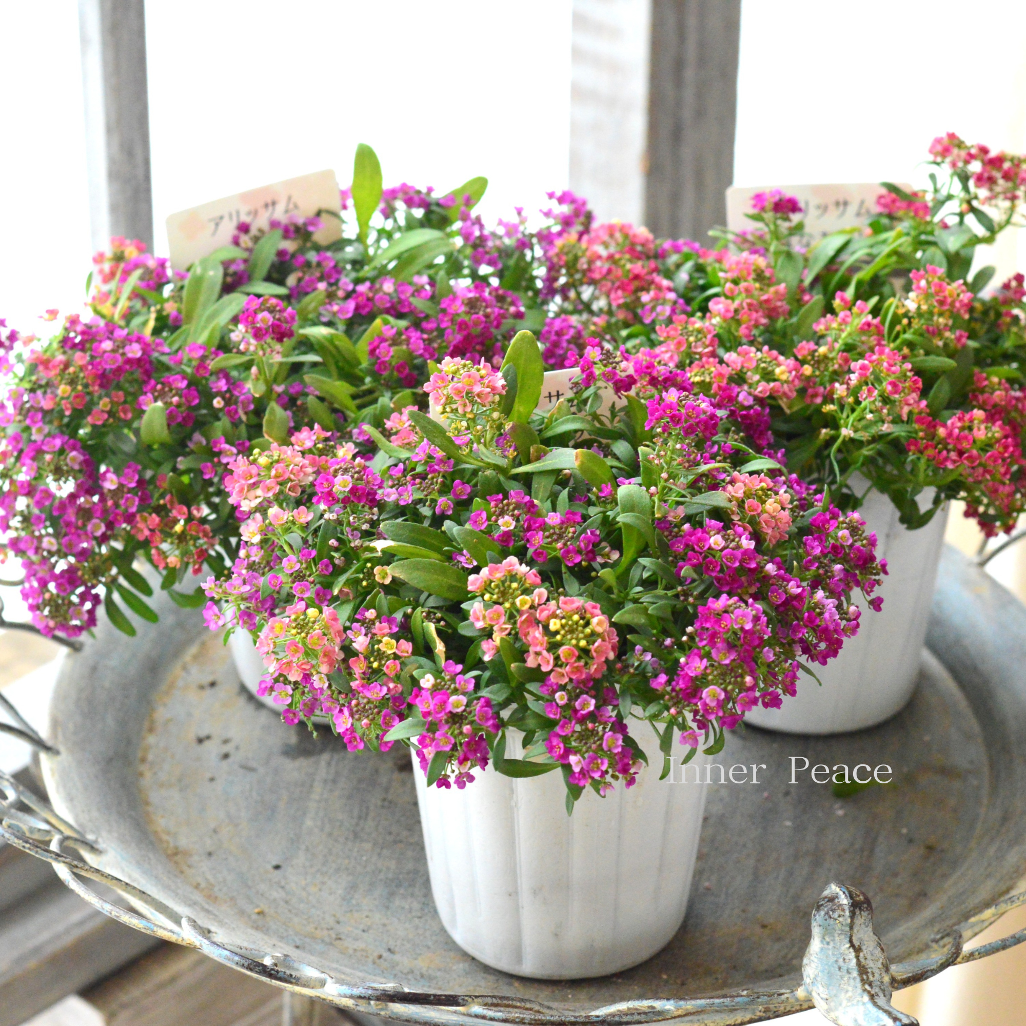 【ミックス植え】 スイートアリッサム　『はなあかり　②』　　３寸POT