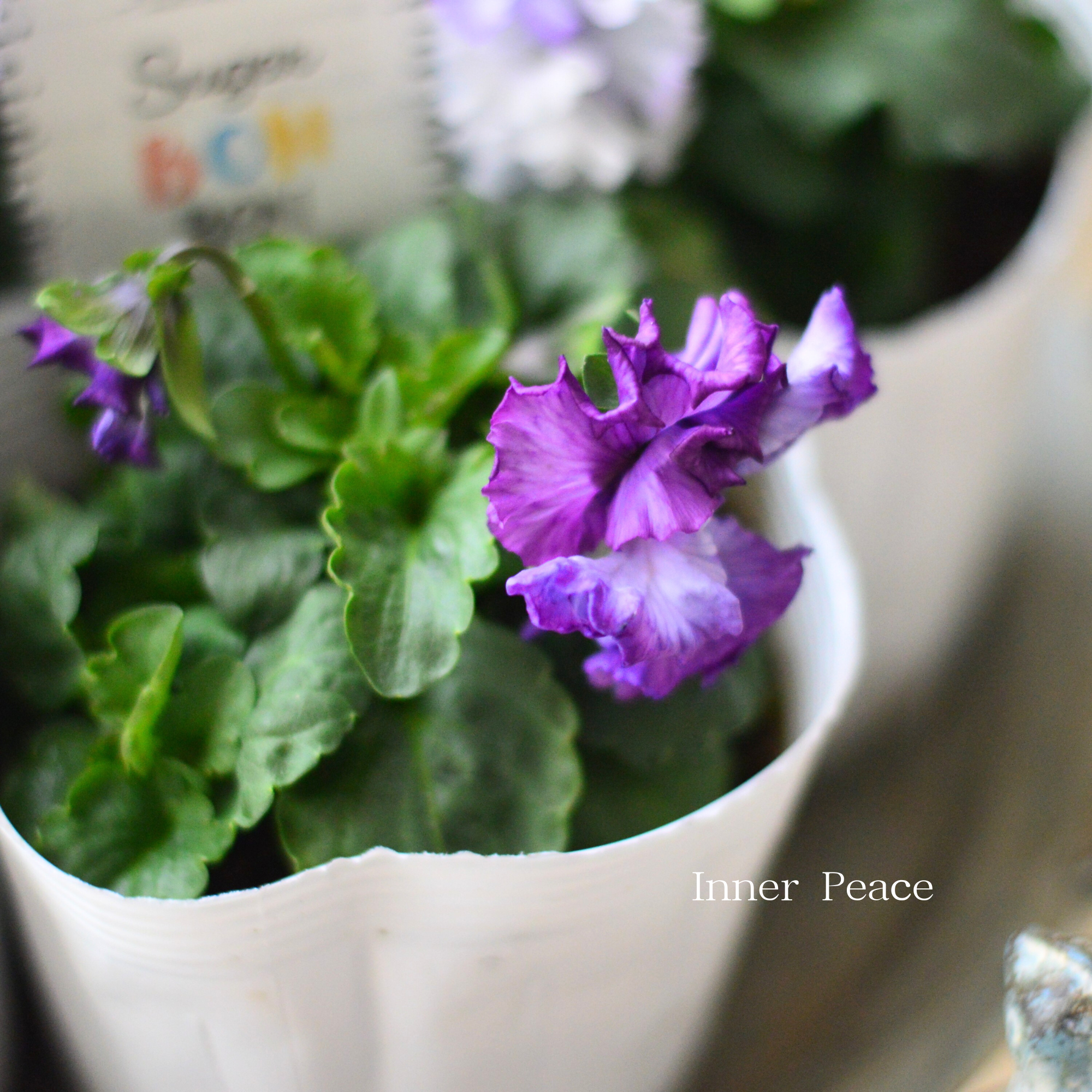 【湘南Berryさん】 フリルパンジー 『シュガーボンボン・パープル系』　3寸POT