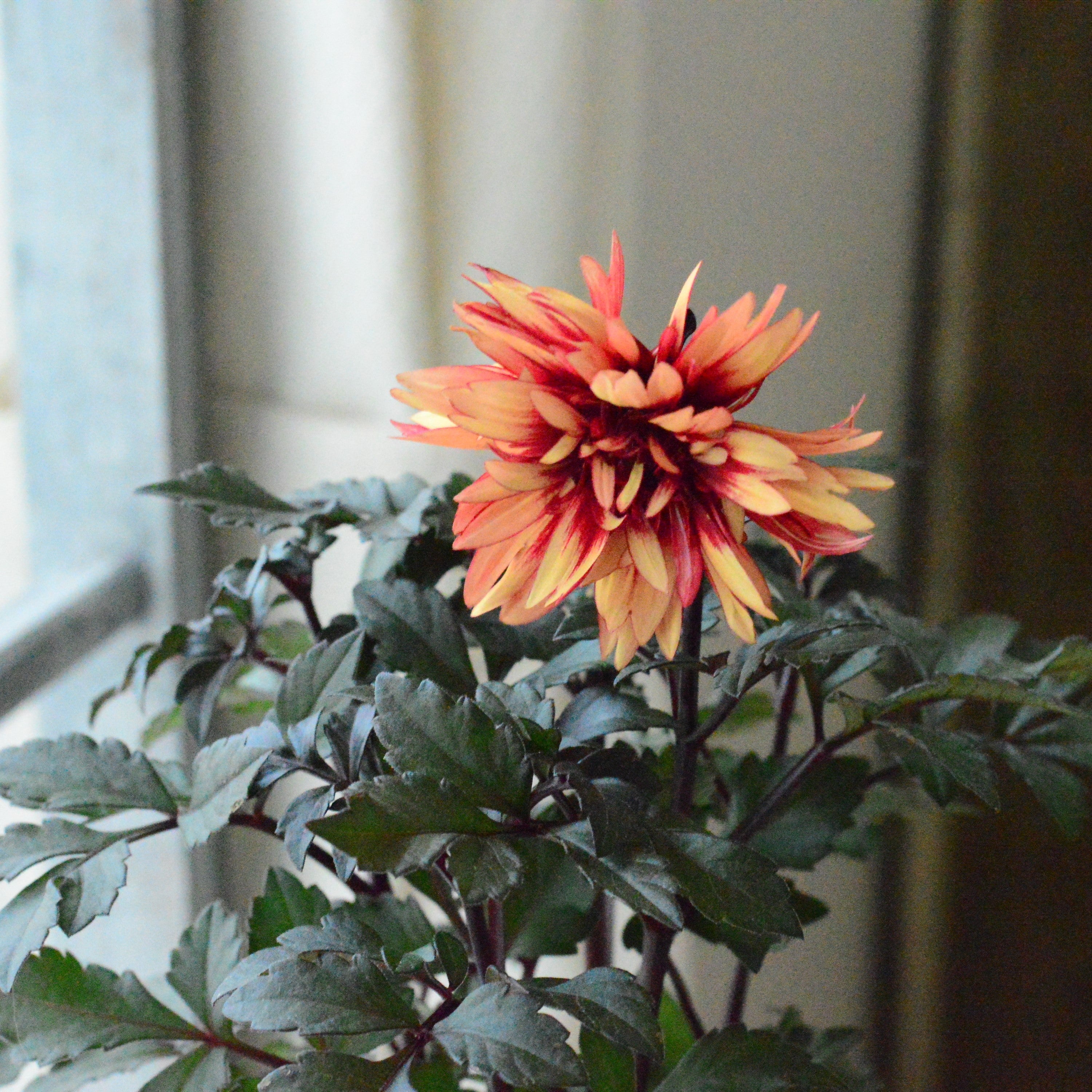 【美しい】銅葉ダリア・ラベラグランデ『チョコレートシリーズ・アンバー』　3寸ロングPOT