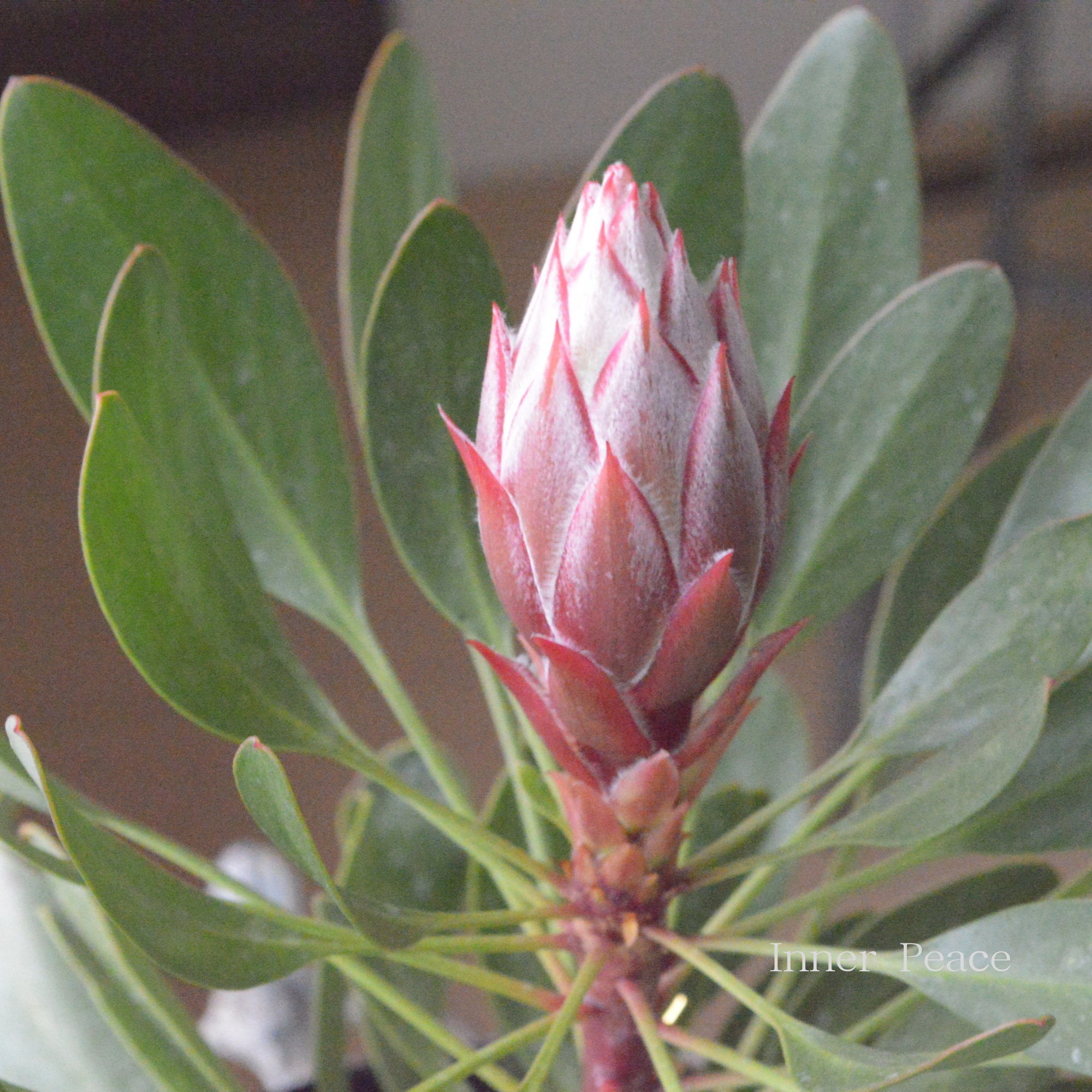 【人気】 プロテア　『リトルプリンス』　　６号鉢