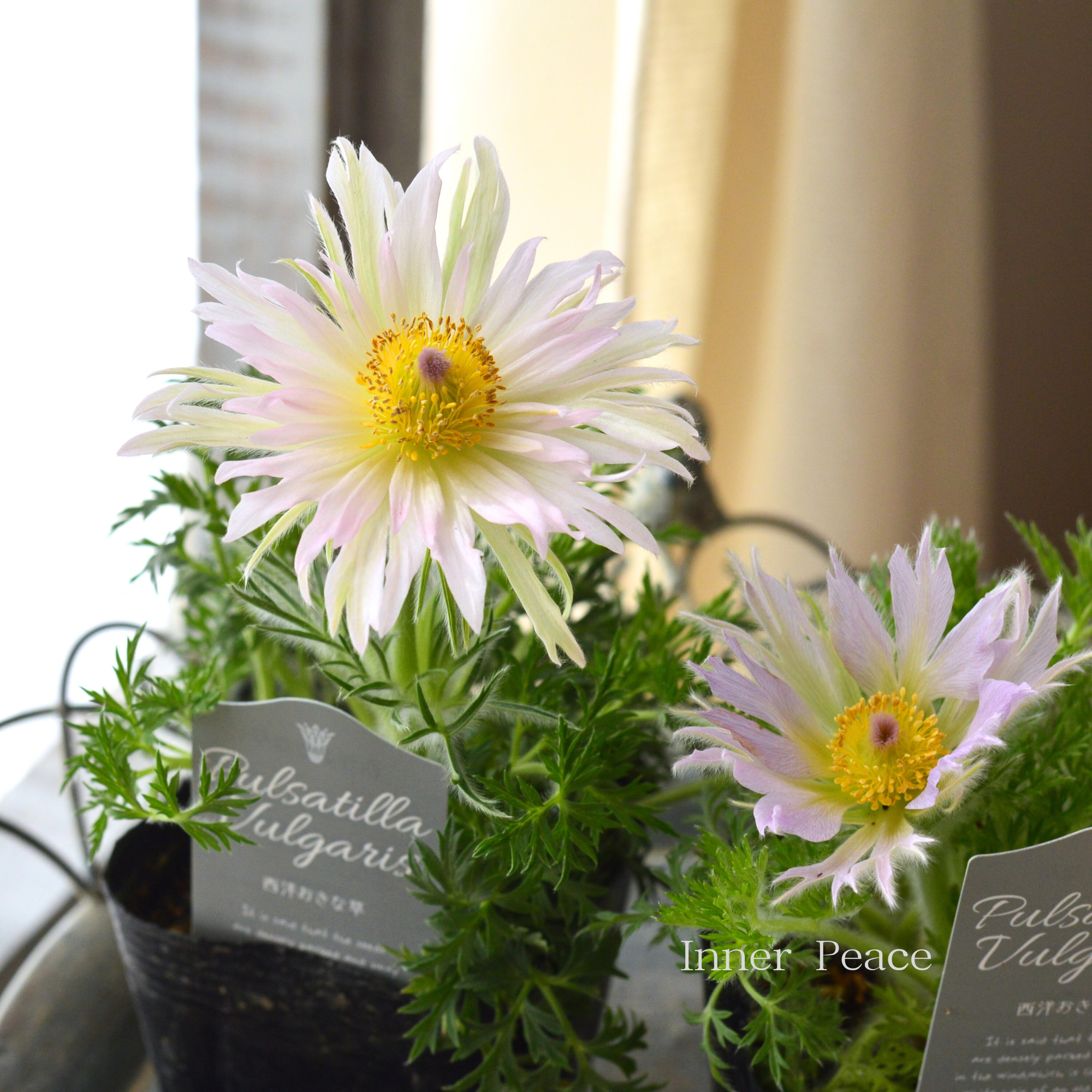 【希少】 八重咲き　西洋オキナグサ 『プルサティラ ブルガリス・ライトピンク』　3.5寸POT