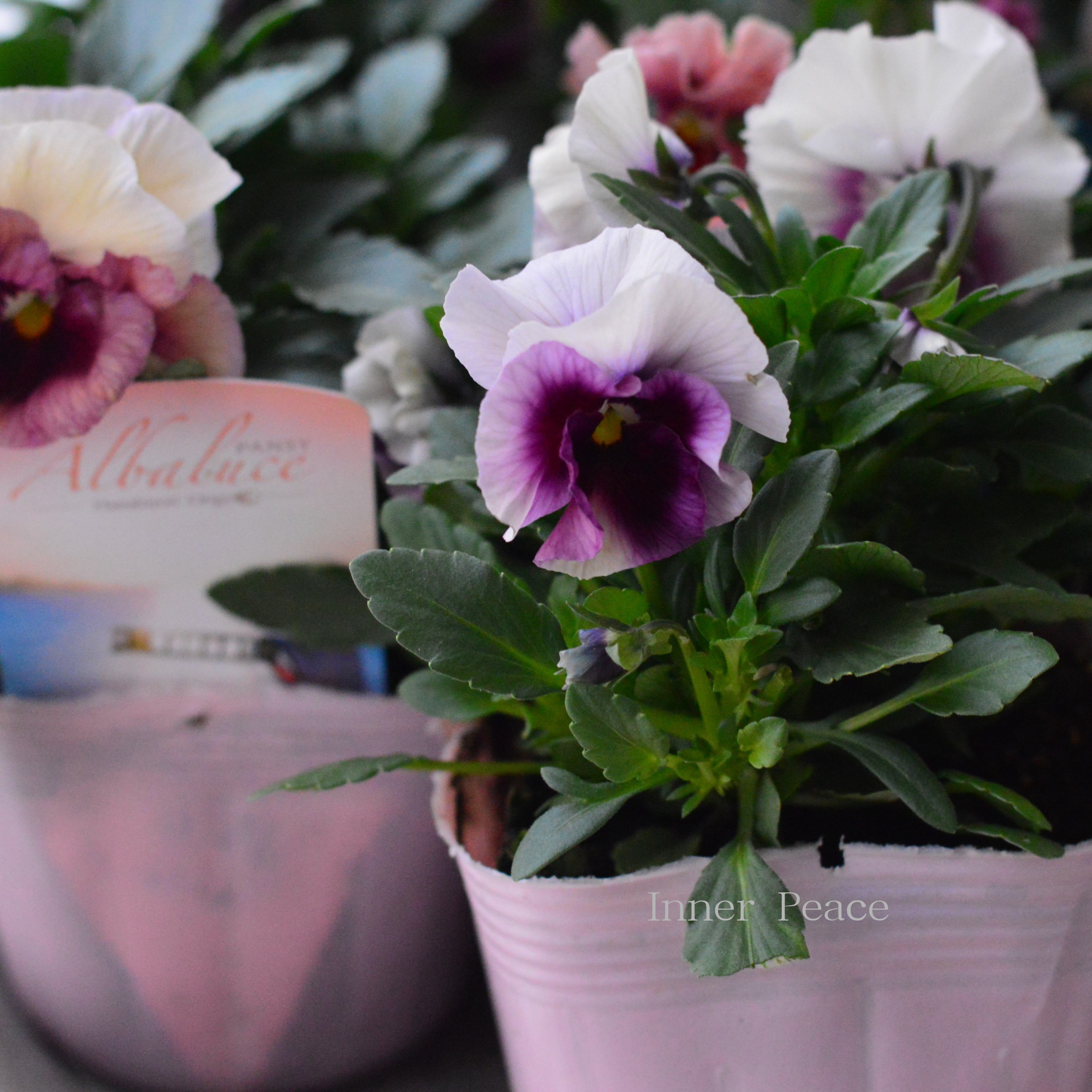 【花日和さんオリジナル】 パンジー　『アルバルーチェ』　　3.5寸POT