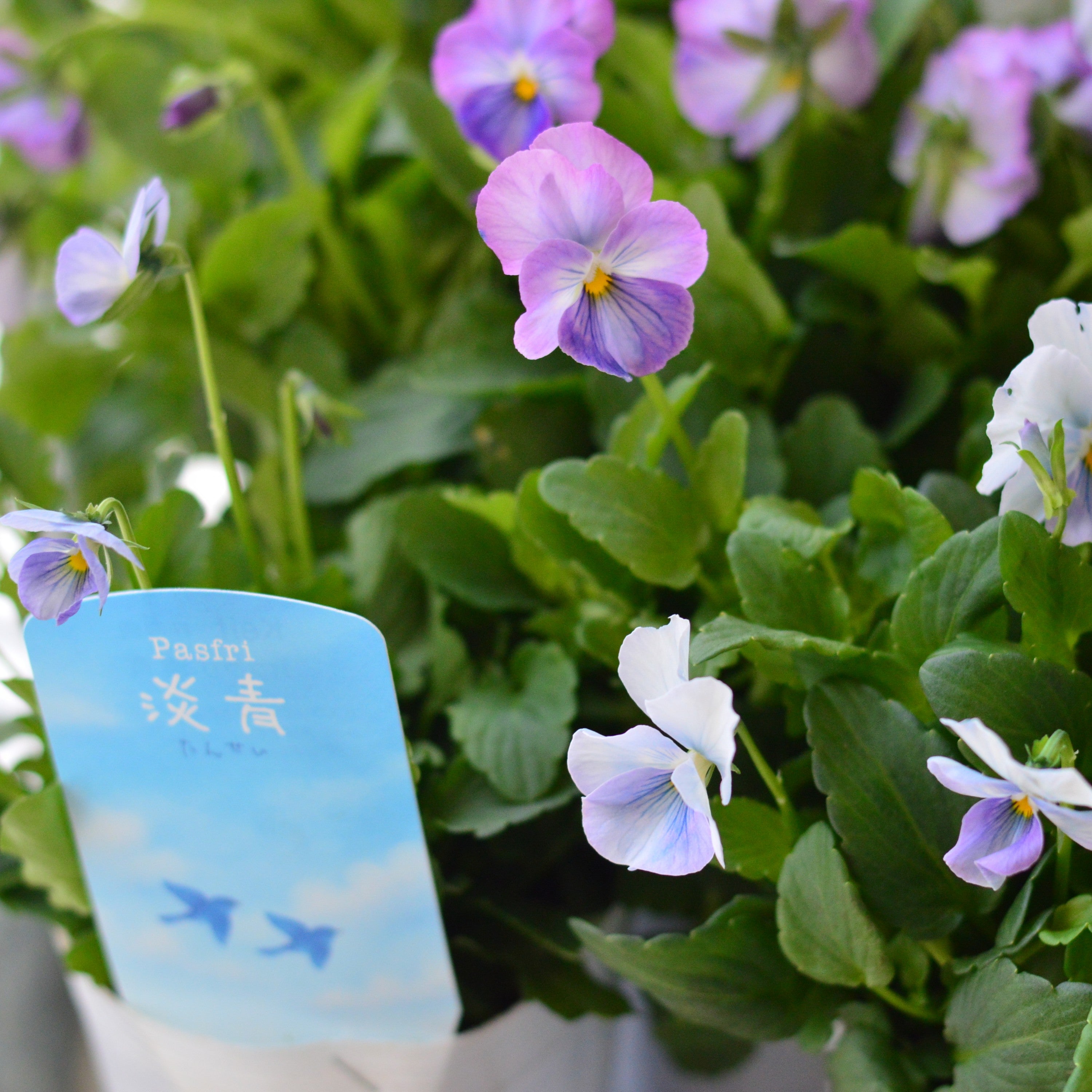 青いガーネット　Inner garden はむ青いガーネット Inner Garden 青いガーネット / Inner Garden