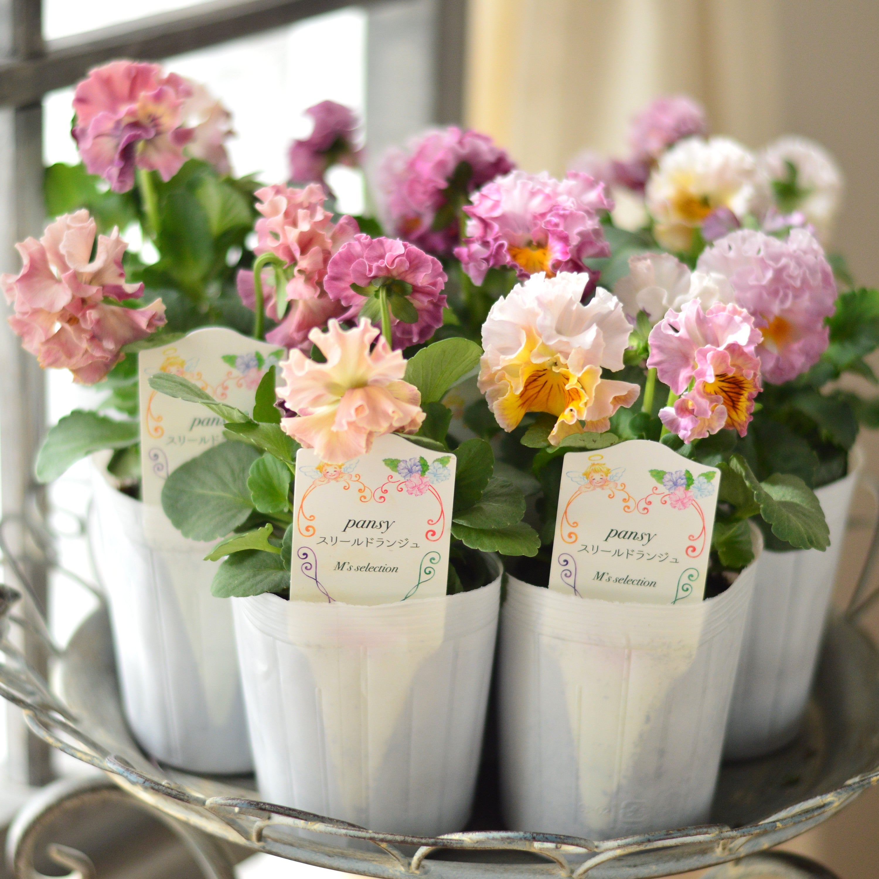 【松原園芸さん】 パンジー　『スリールドランジュ・ピンク系』　　3寸POT