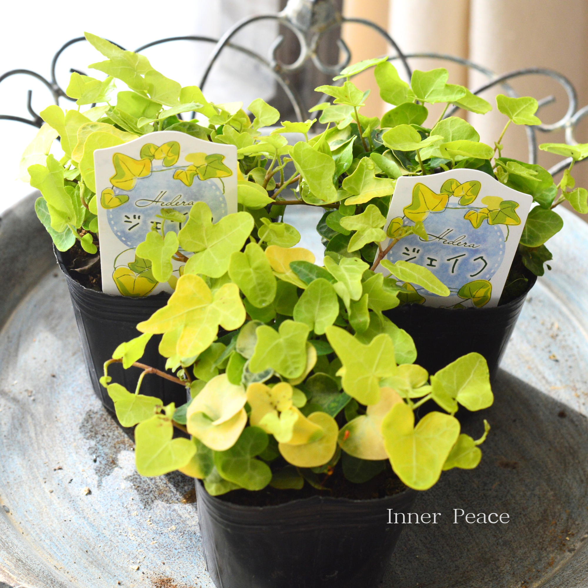 【かわいい】 ヘデラ 『ジェイク』　3寸POT