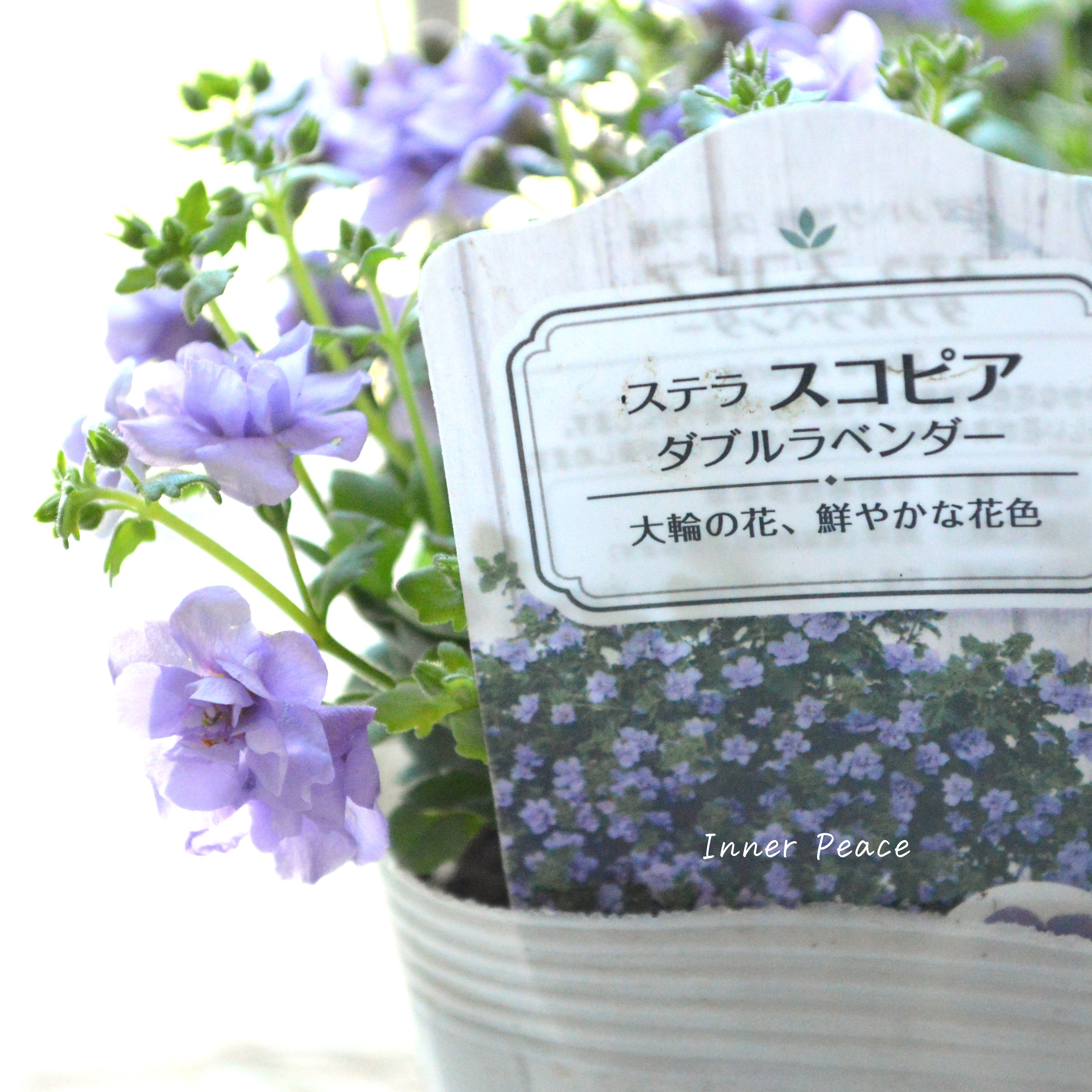 【八重咲き】 バコパ  『ステラ・スコピア　ダブルラベンダー』　3.5寸POT