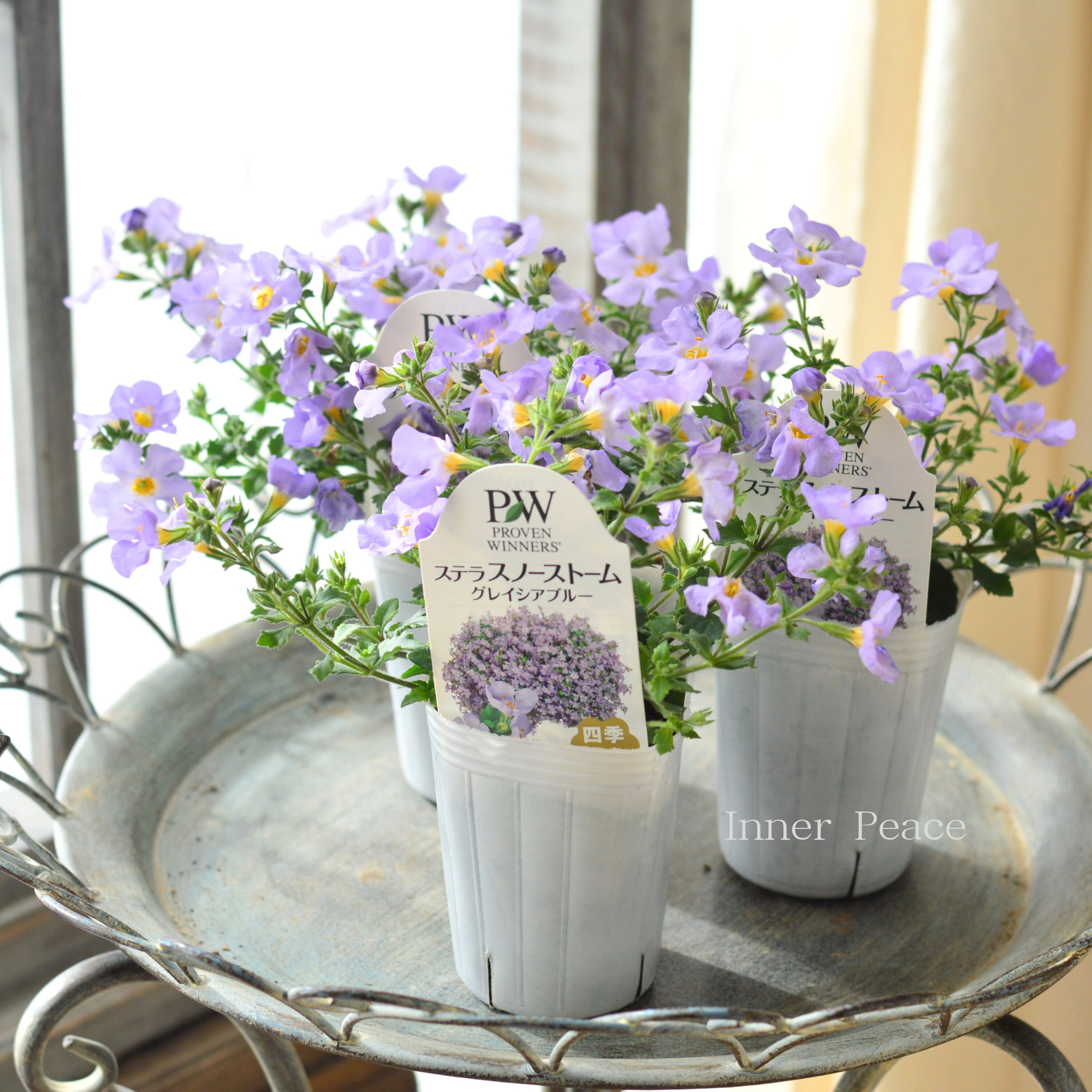 【PW】 ステラ　『スノーストーム・グレイシアブルー』　　2.5寸ロングPOT