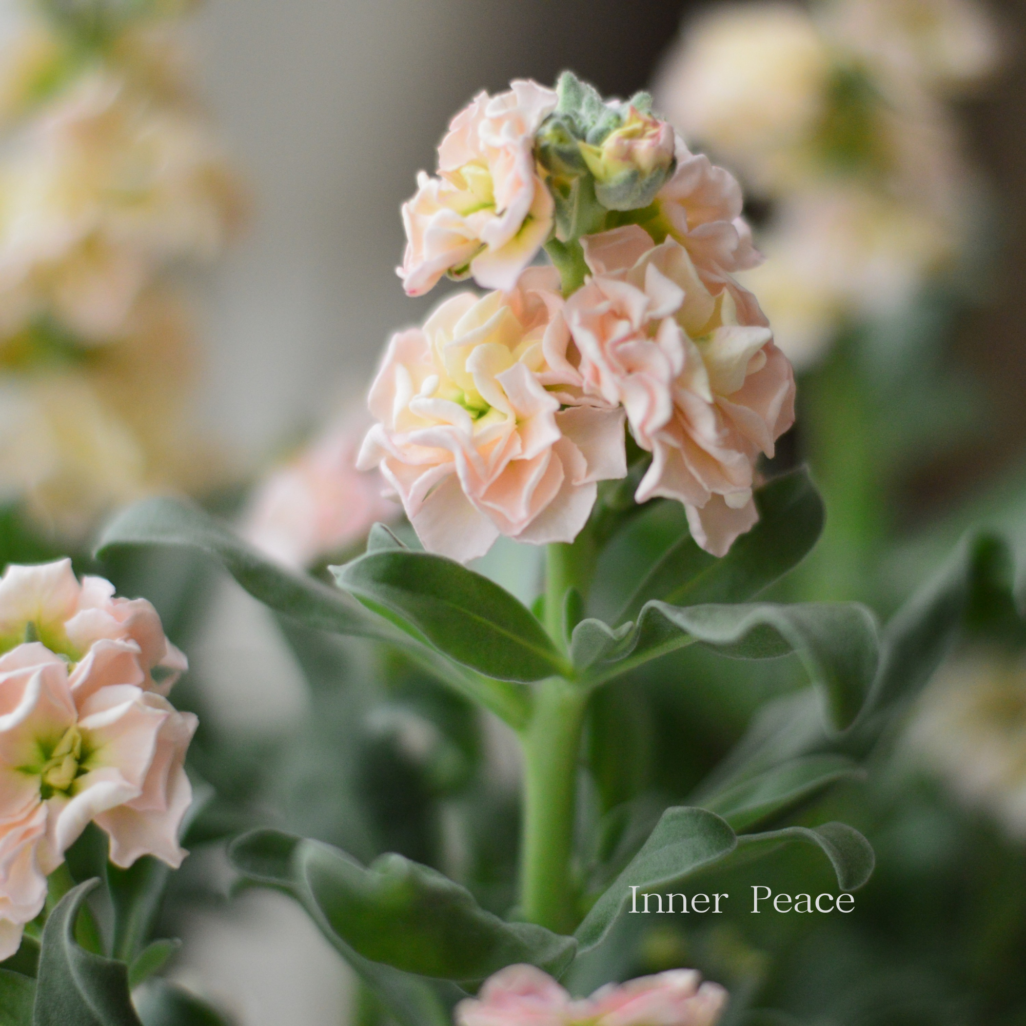 【花芳さん】 八重咲き ストック ベイビー 『アプリコット』　3寸ロングPOT