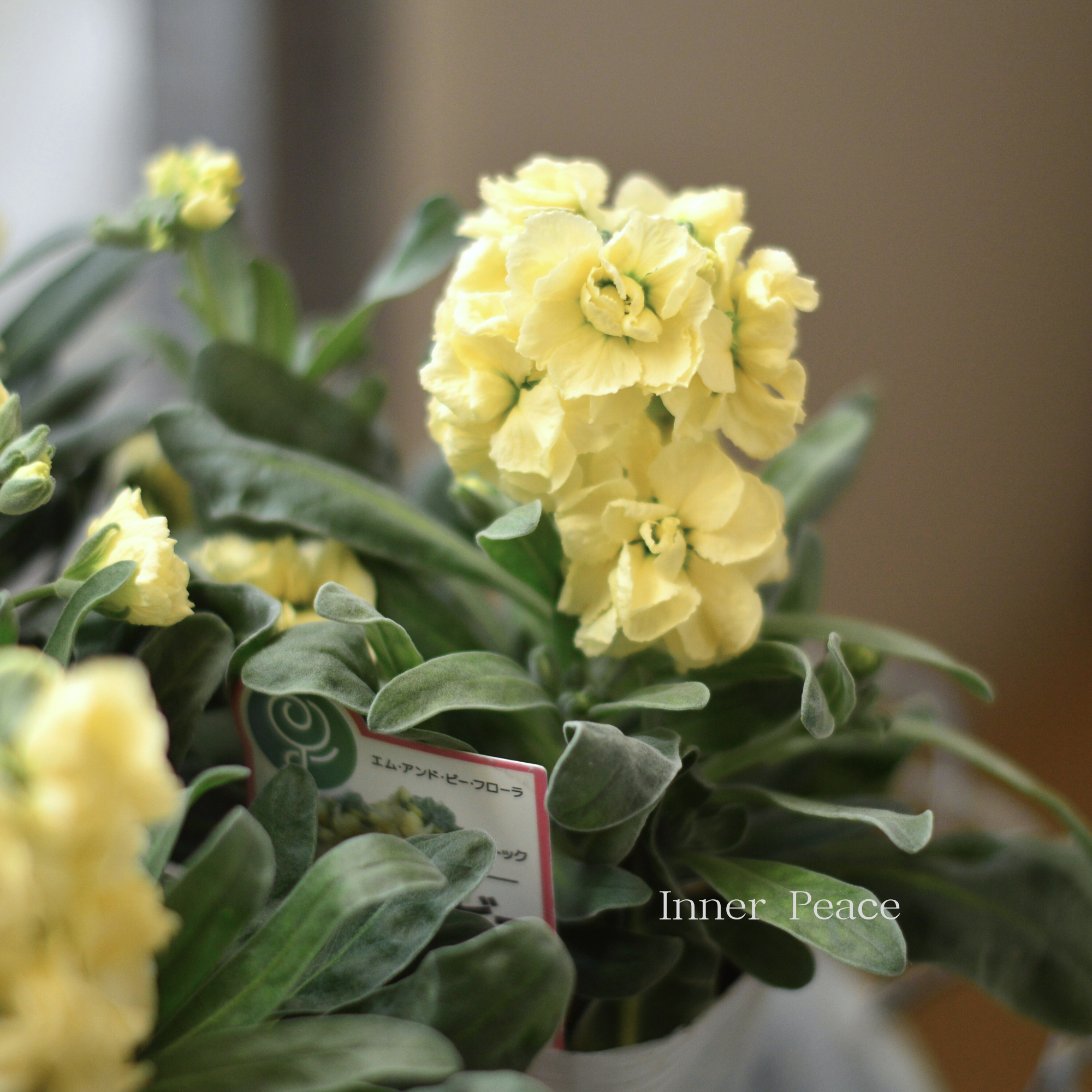 【八重咲き】 ストック ベイビー　『ハイダブルイエロー』　　3寸ロングPOT