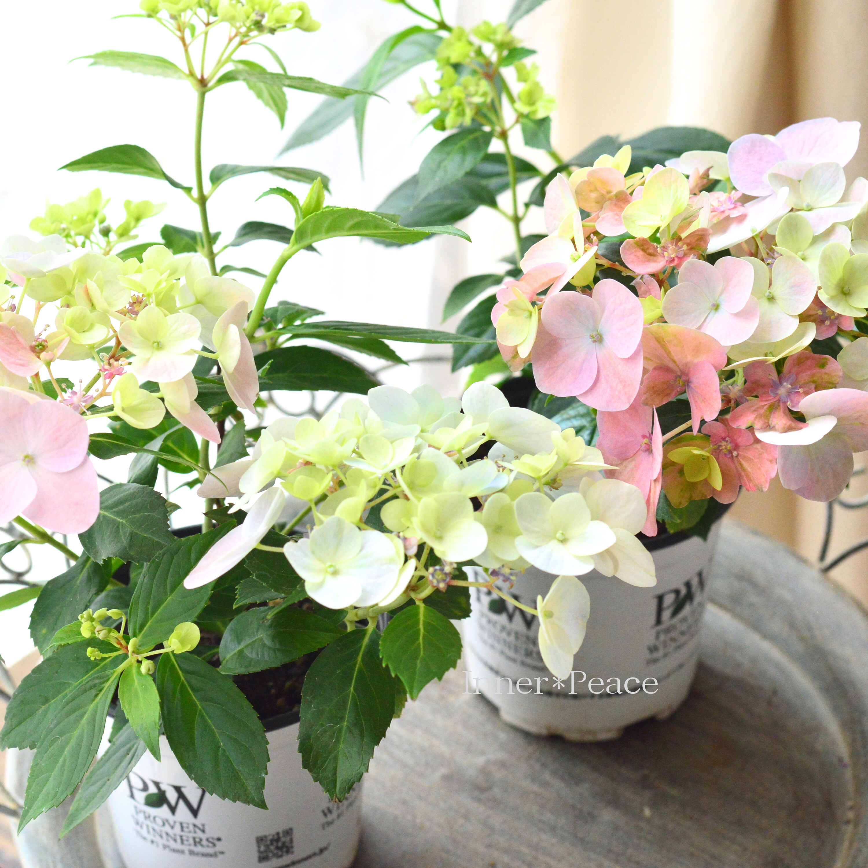 【PW】 紫陽花 ラグランジア 『オーロランジュ』　3.5寸硬質POT