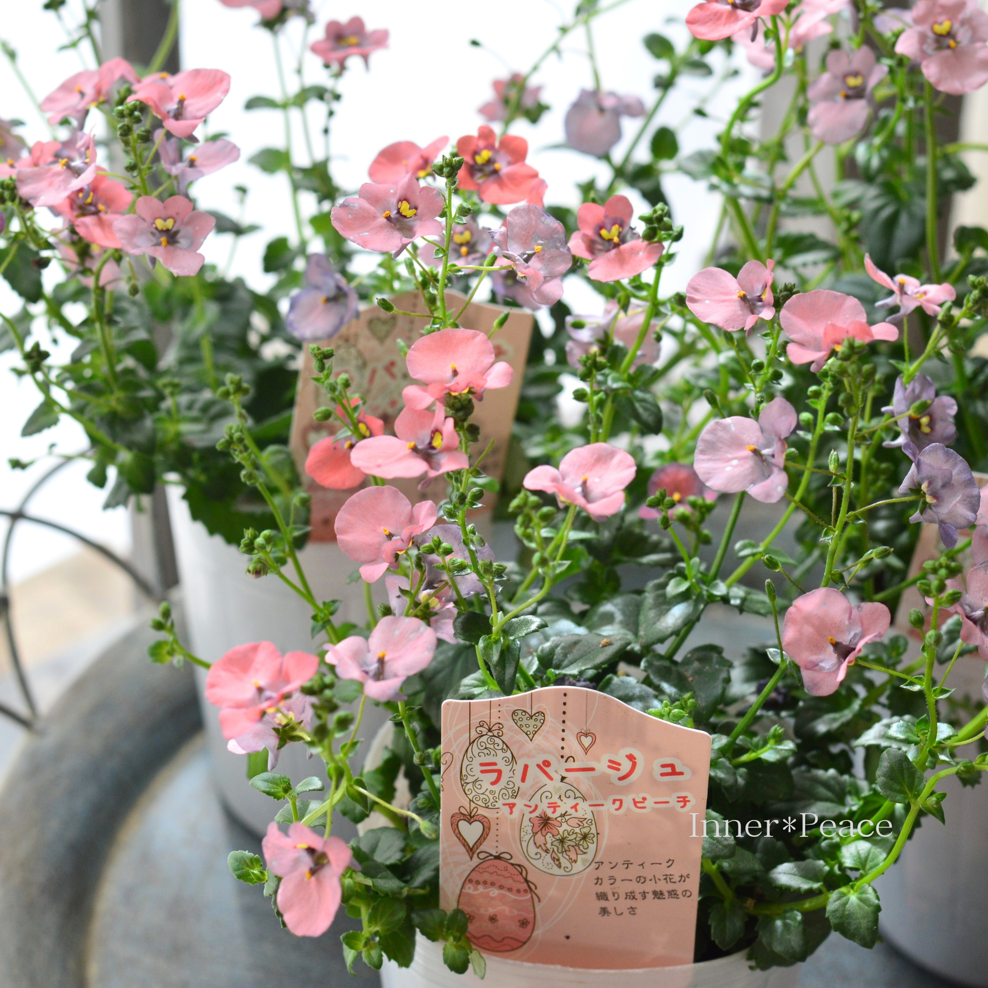 【松原園芸さん】 ディアスシア 『ラパージュ・アンティークピーチ』　　3寸POT