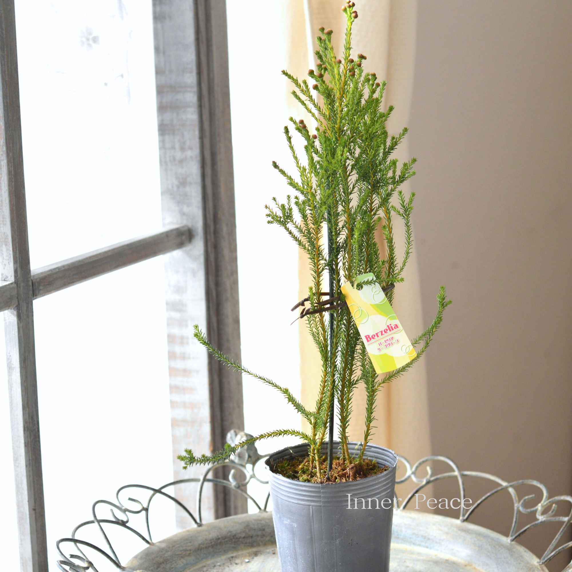 【個性的】 バーゼリア（ベルゼリア）　『ケープグリーン』　      3寸POT