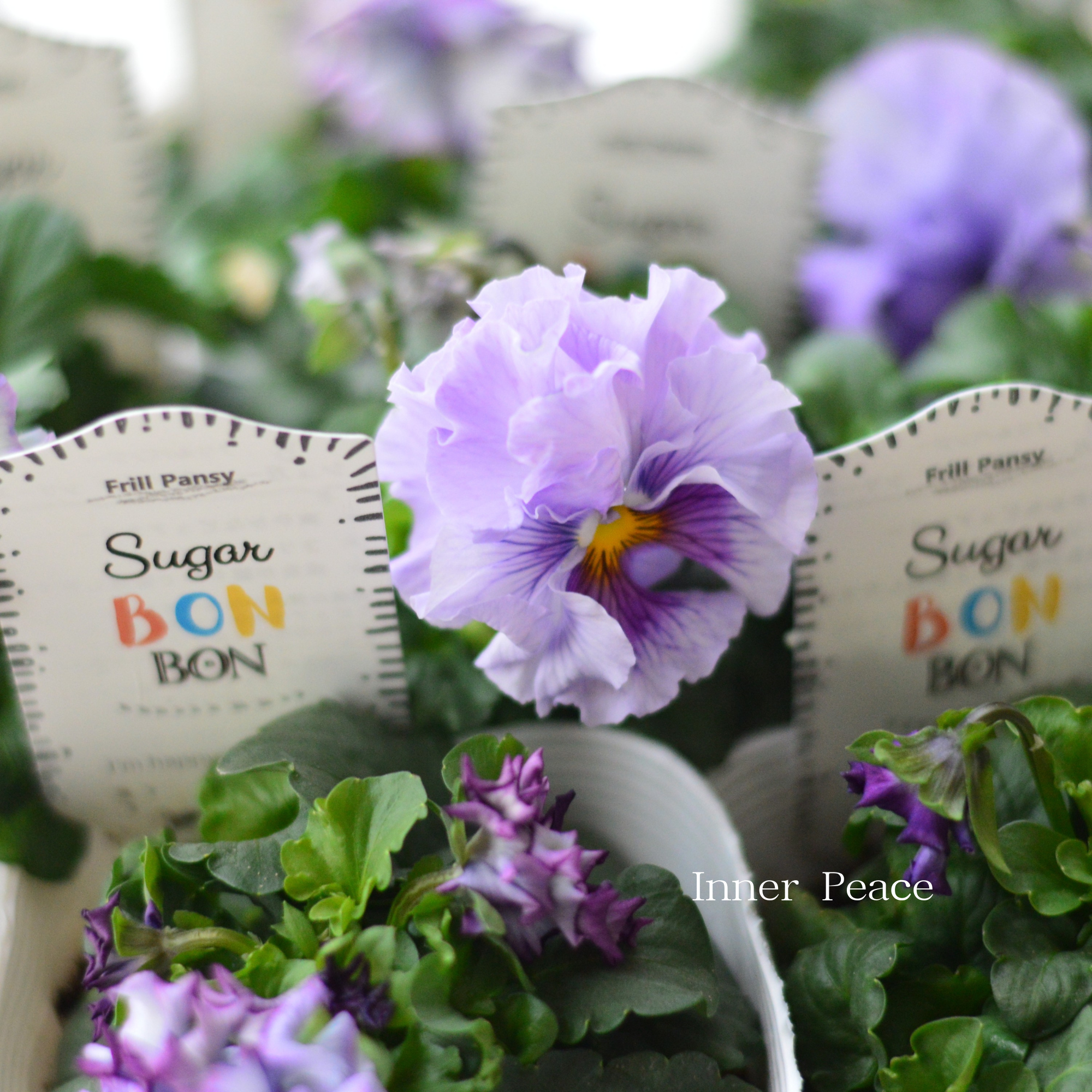 【湘南Berryさん】 フリルパンジー 『シュガーボンボン・パープル系』　3寸POT