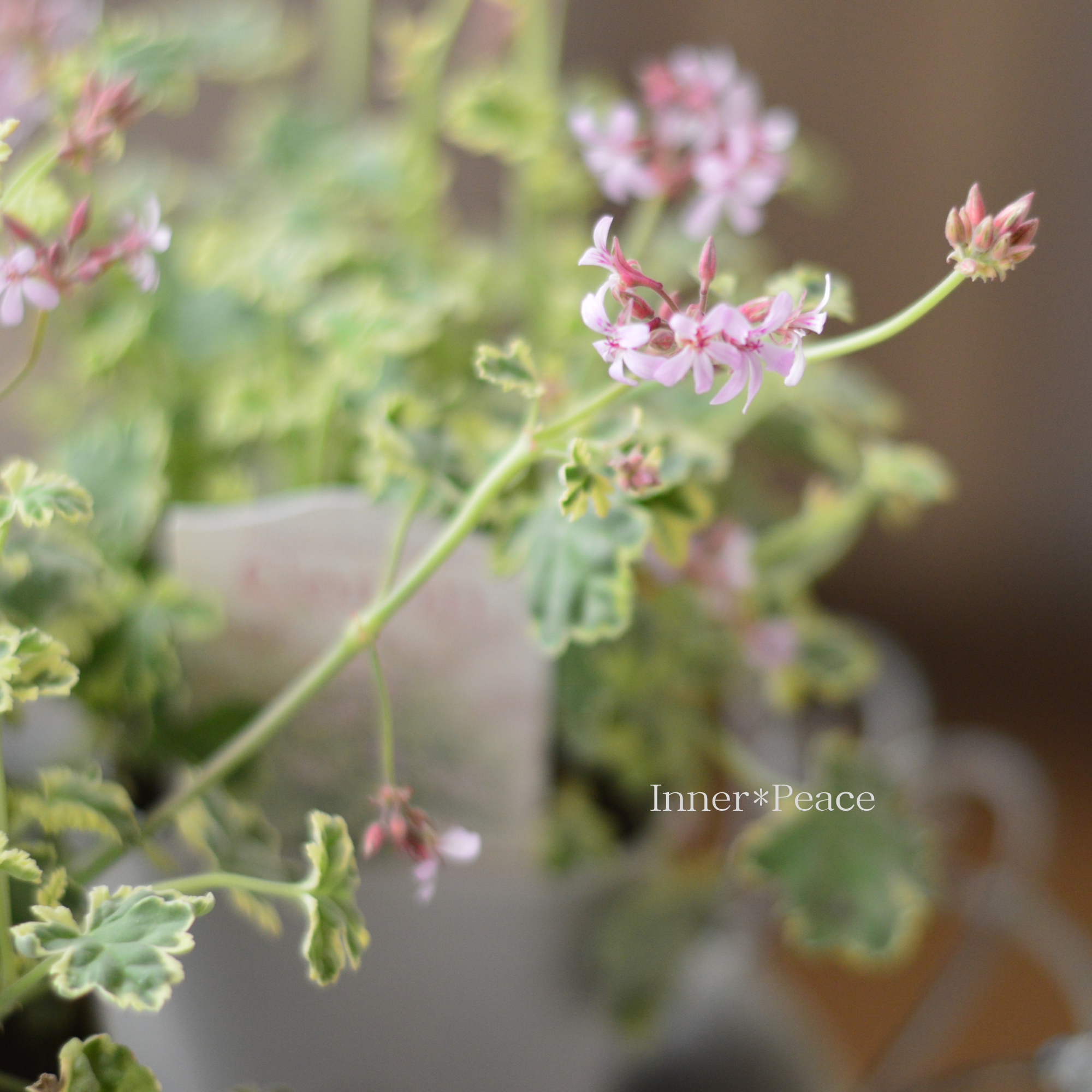 【斑入り】 ナツメグゼラニウム　『コロン』　　3.5寸POT