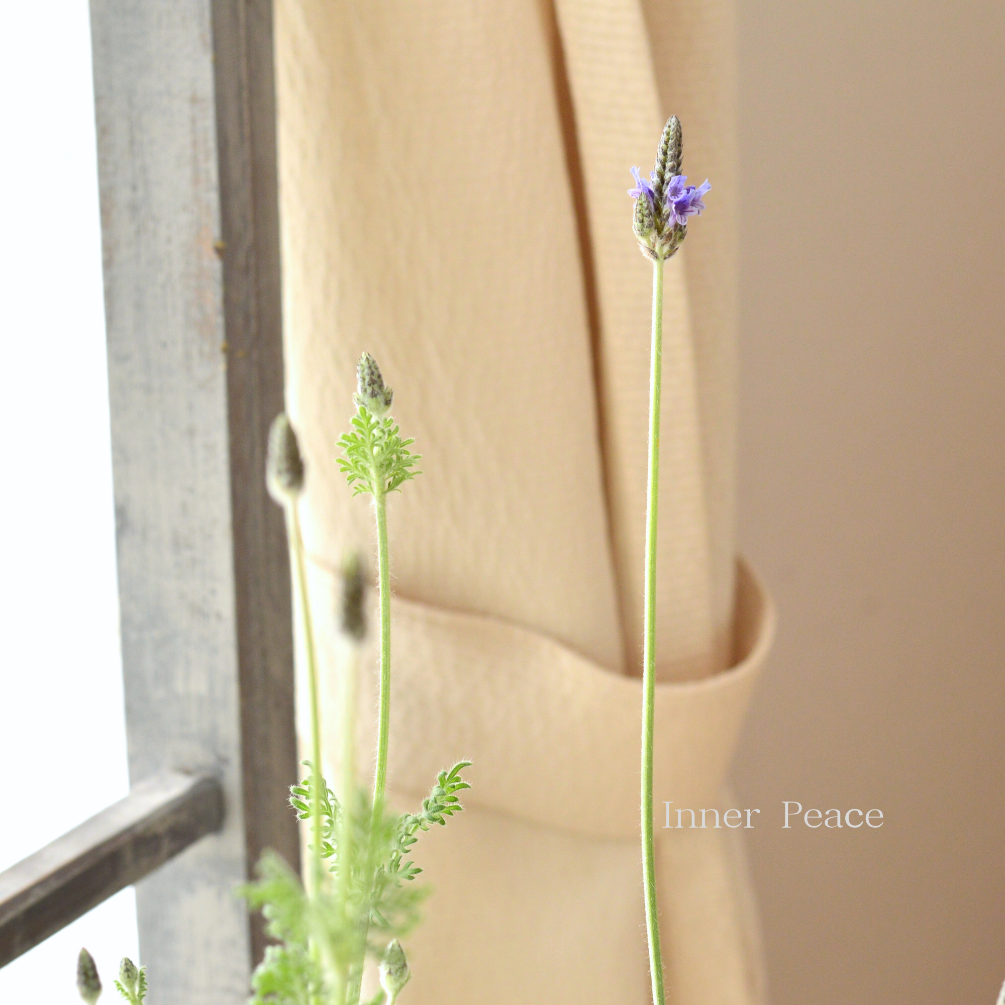 【美しい】 レースラベンダー 『トーチ・ブルー』 　3.5寸POT