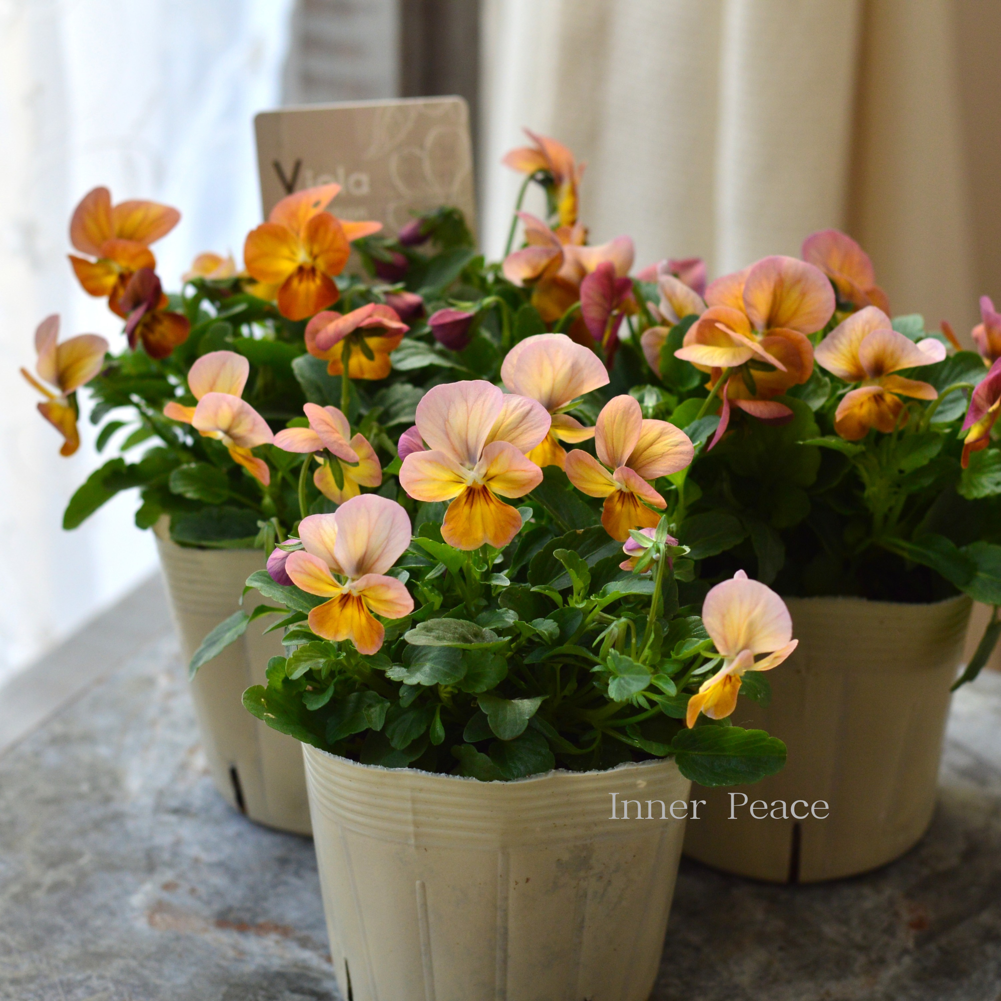 【アンティーク】 ビオラ・ビビ　『アプリコットアンティーク』　3.5寸POT