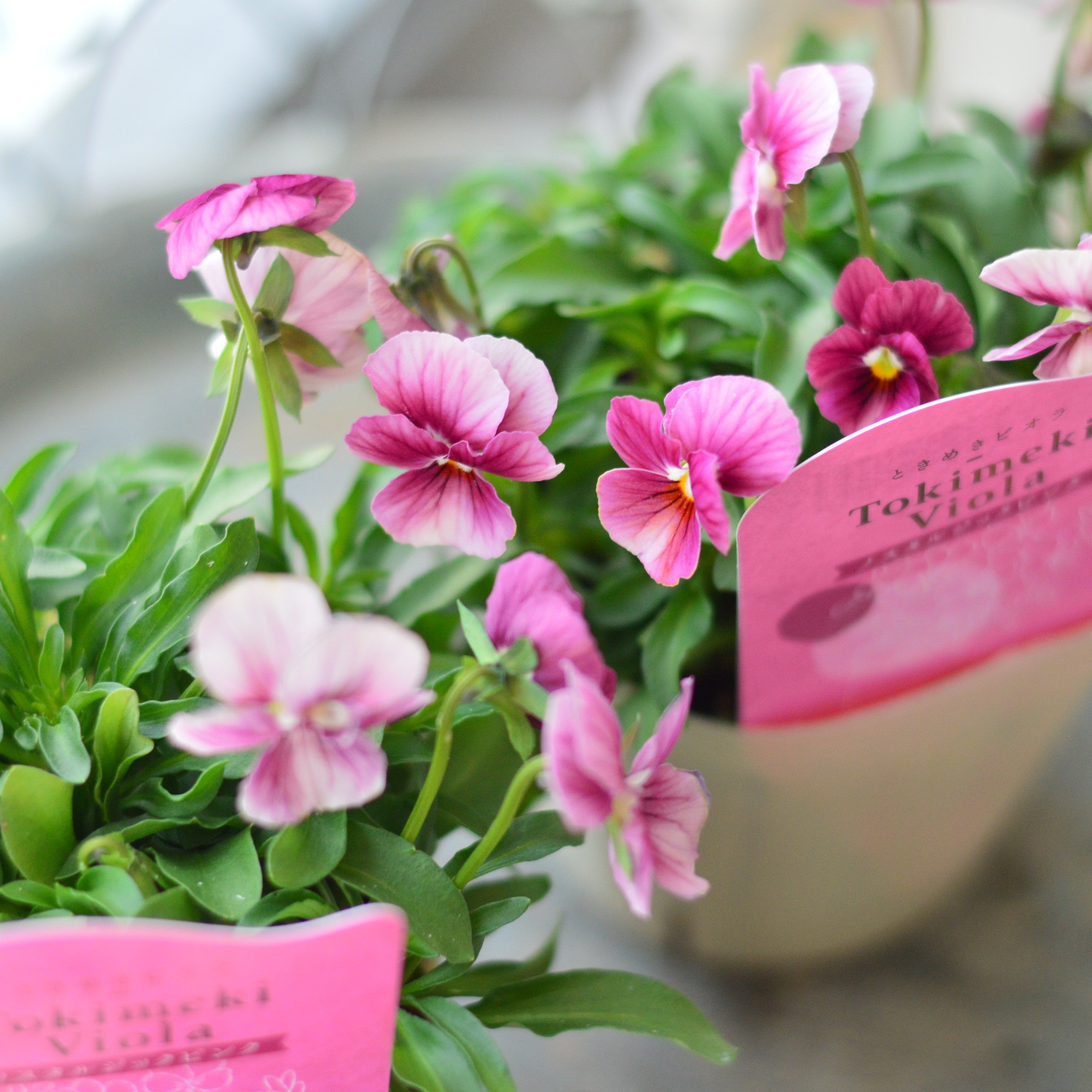 【奥田園芸さん】 ときめきビオラ　『ノスタルジックピンク』　3.5寸POT