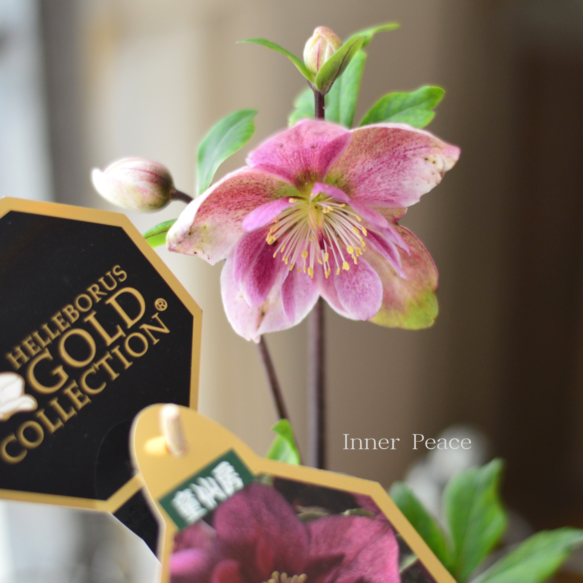 【童仙房さん】  クリスマスローズ 雪の妖精『フーリールビー』　　4.5寸鉢