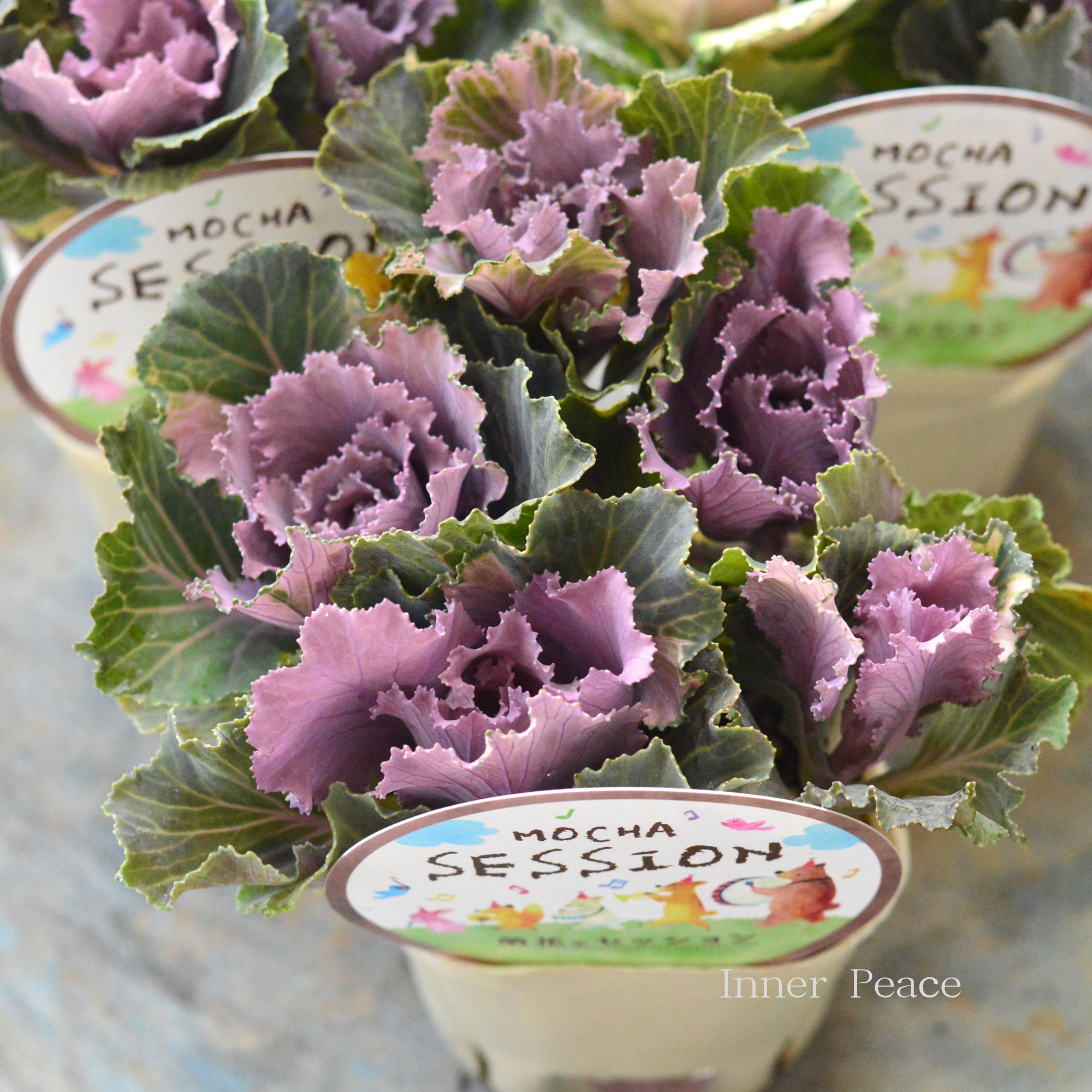 【アンティーク】 葉牡丹　『萌花セッション・フリル』  3寸POT