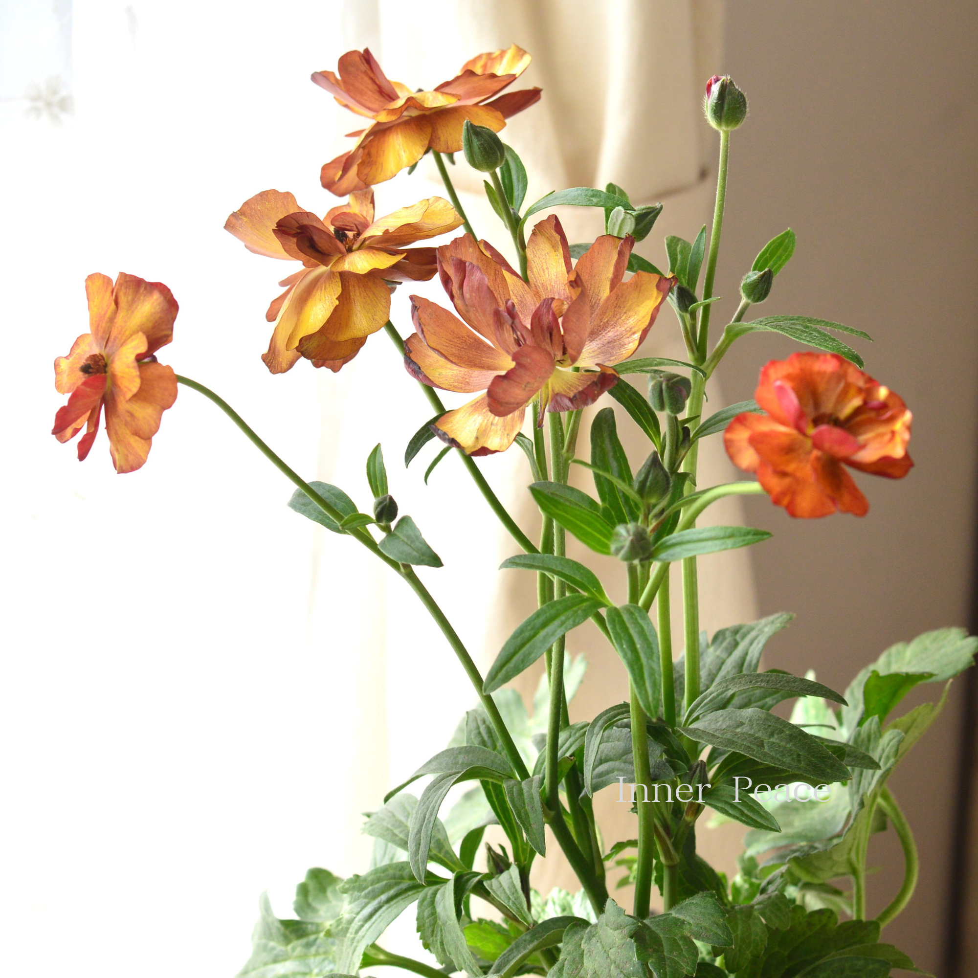 【美しい】 ラナンキュラス・ラックス 『サティロス』　4寸POT