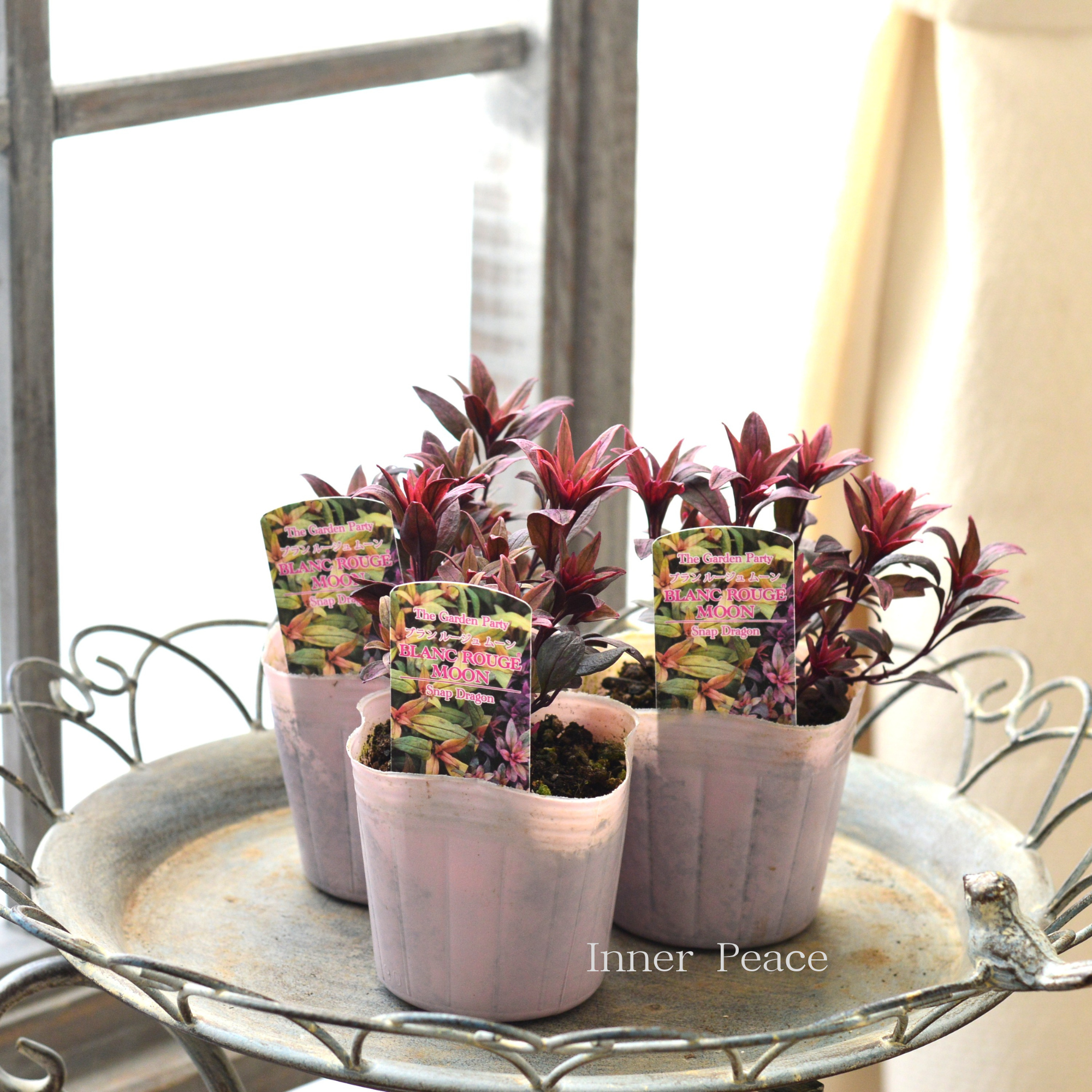 【カラーリーフ】 キンギョソウ　ブランルージュ 『ムーン』　　3寸POT