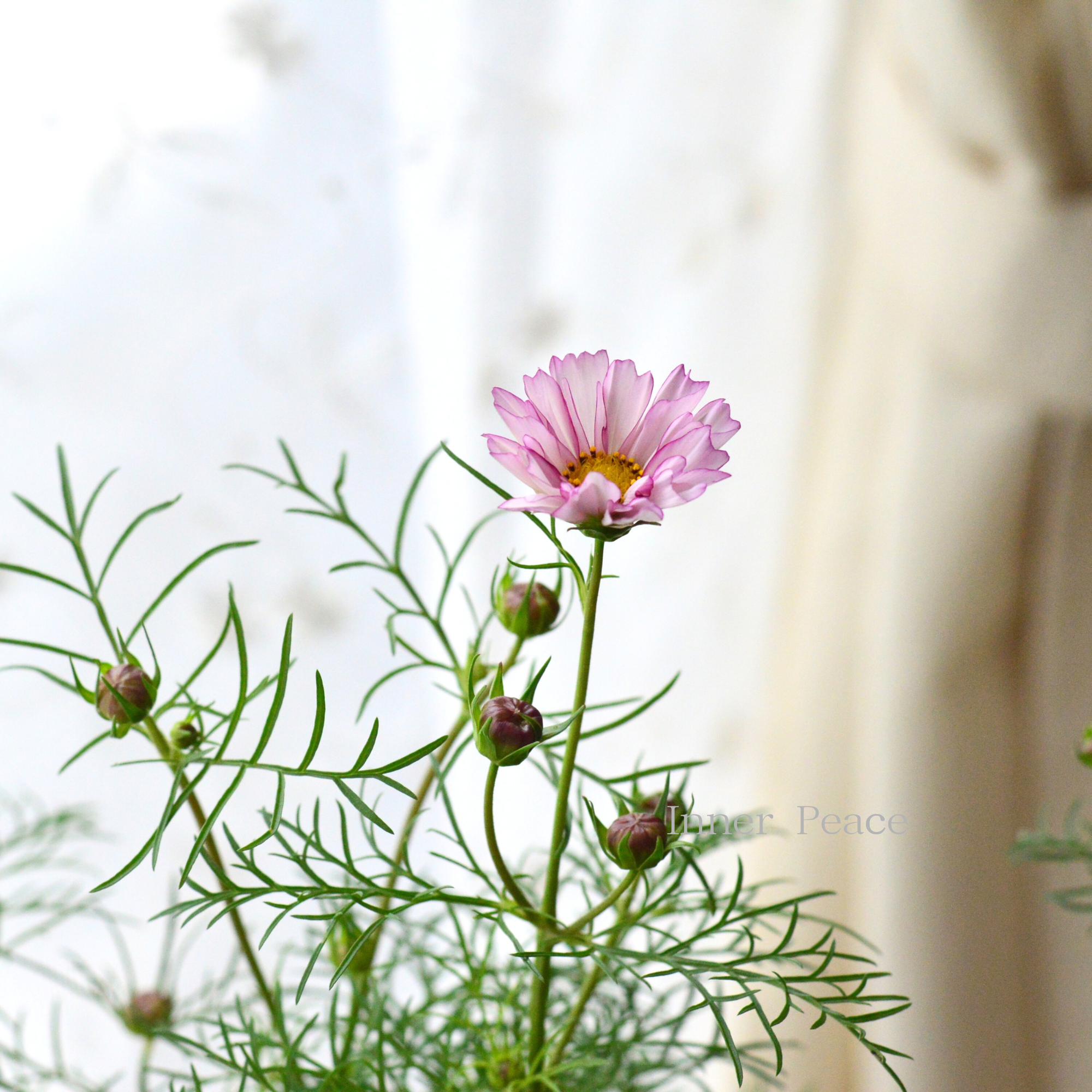 【人気】 コスモス　『ダブルクリック・バイオレットバイカラー』　　3寸ロングPOT