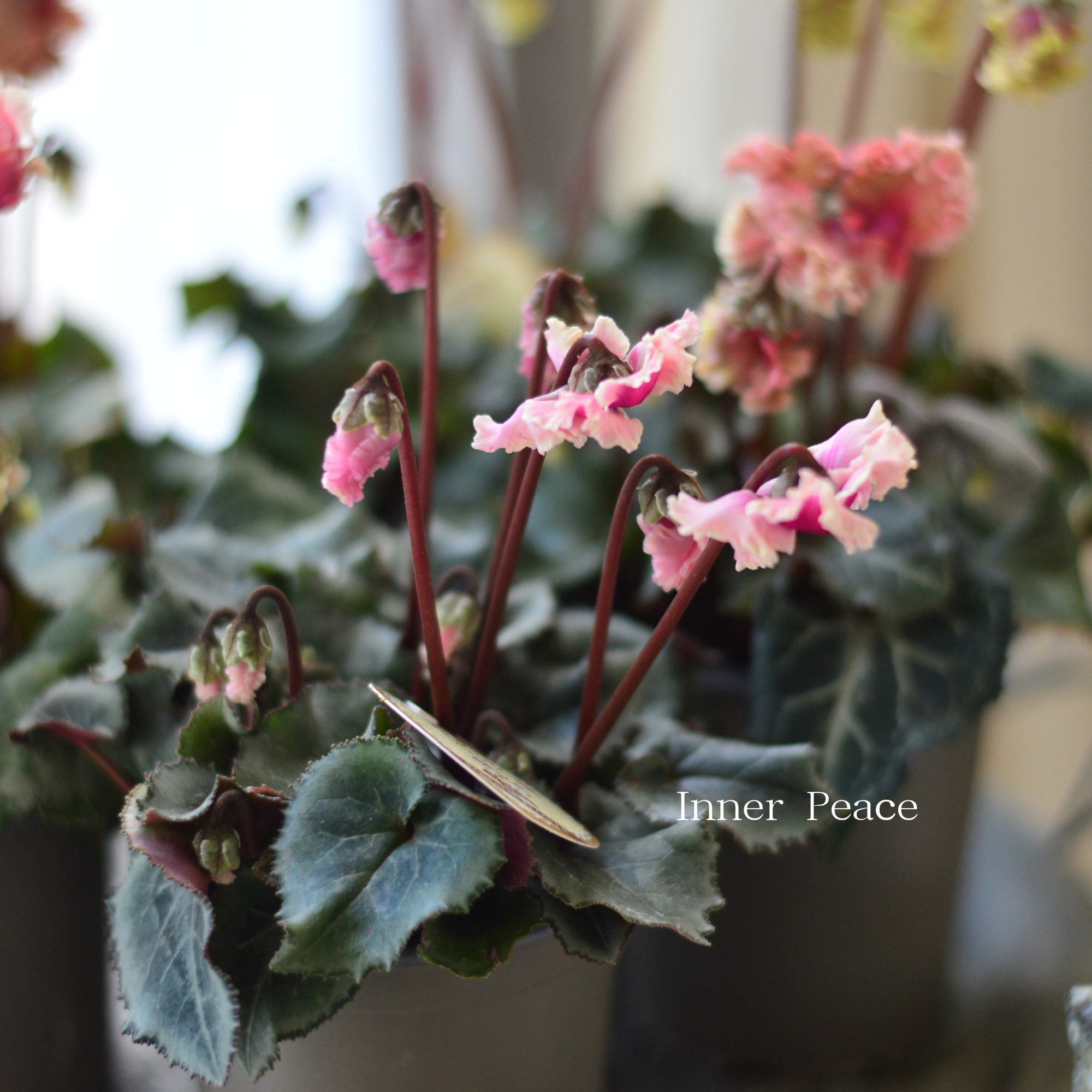 【希少】 ガーデンシクラメン　『森の妖精・アンティーク』　3寸ロング硬質POT