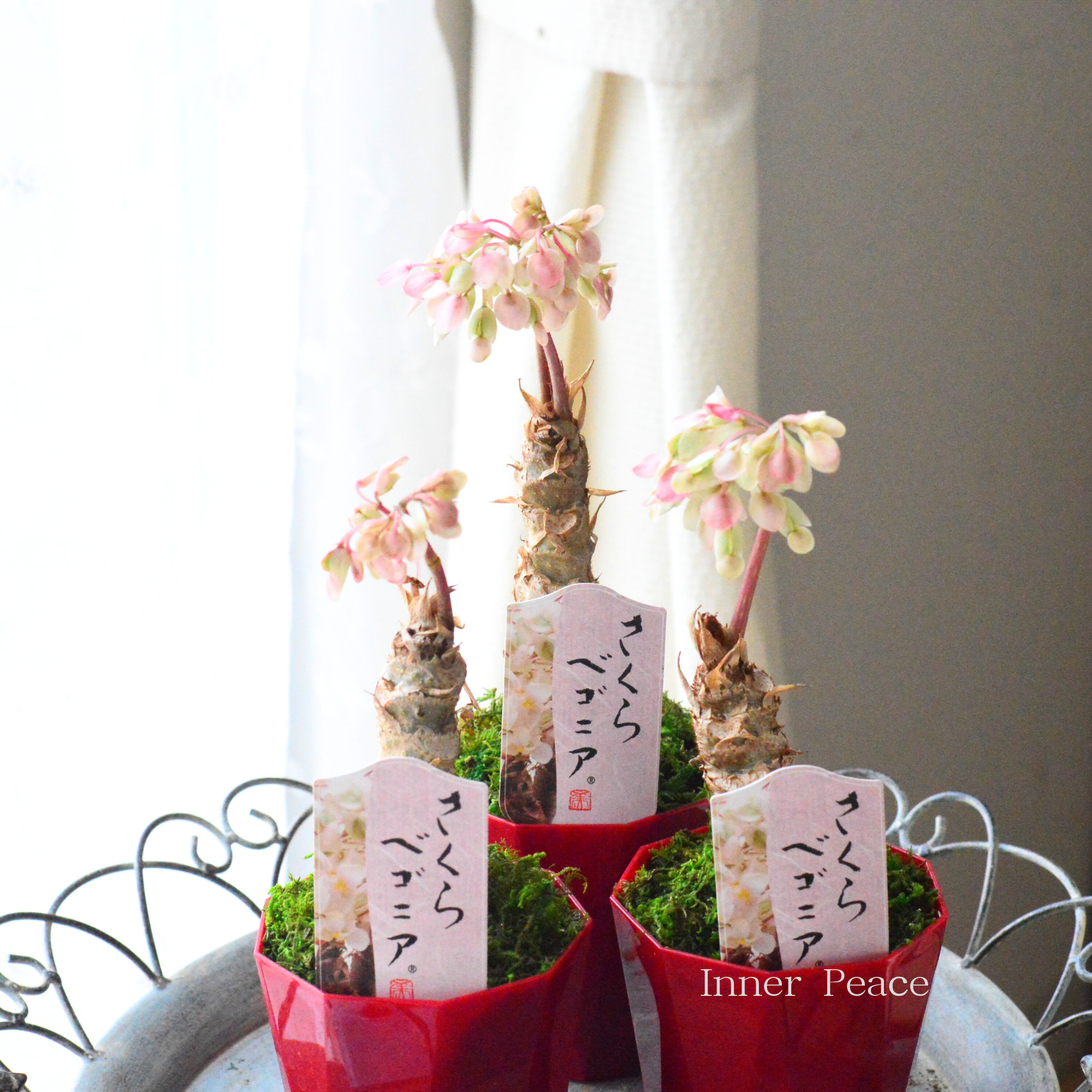 【個性的】 さくらベゴニア　3.5寸POT