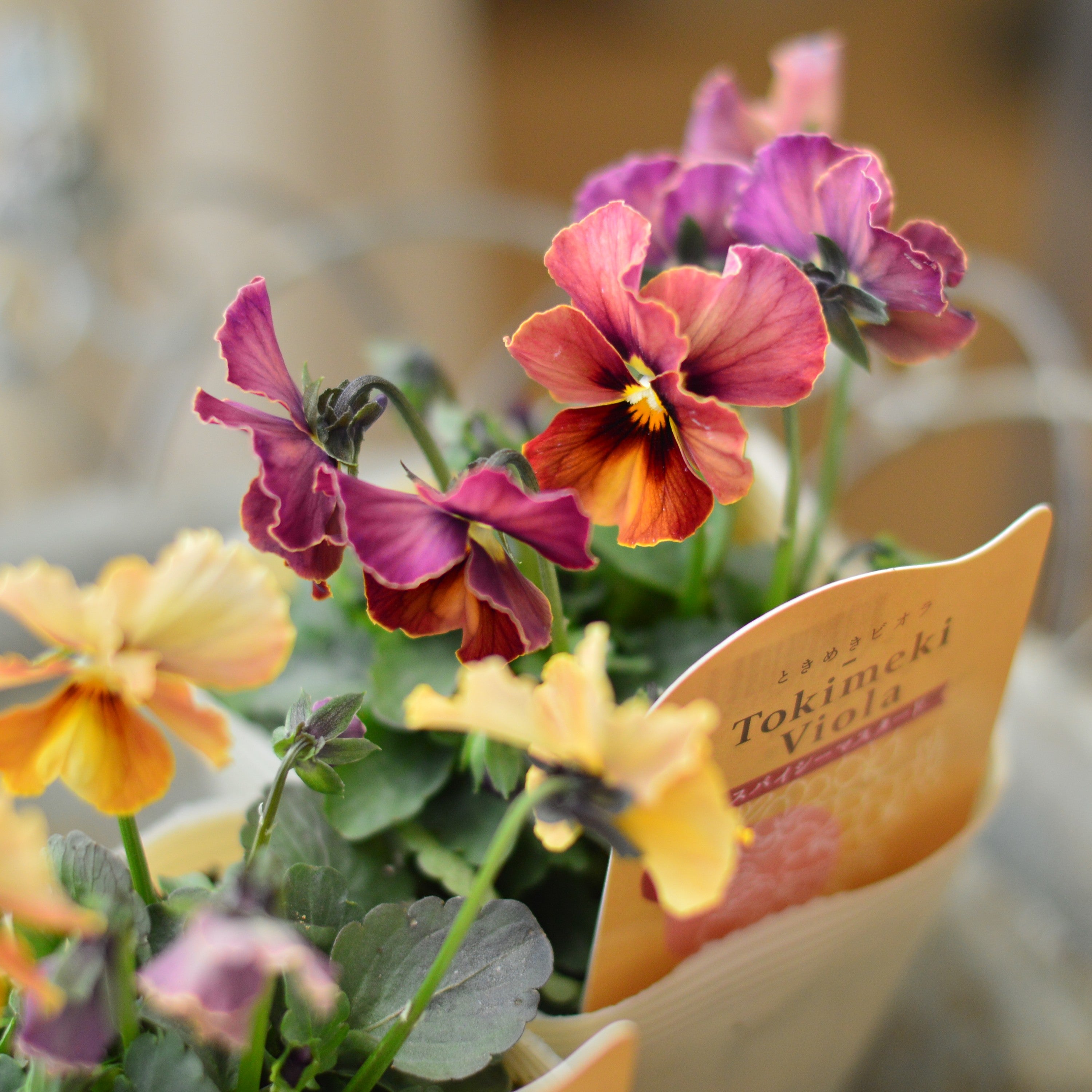 奥田園芸さん】 ときめきビオラ 『スパイシーマスタード』 3.5寸POT