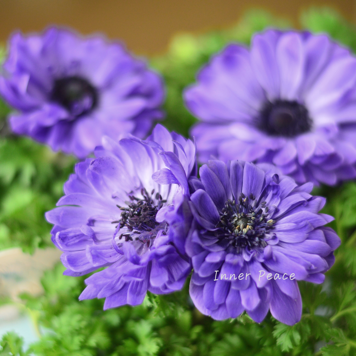 神花園さん】 3本植え！ 八重咲きスペシャルミックスアネモネ