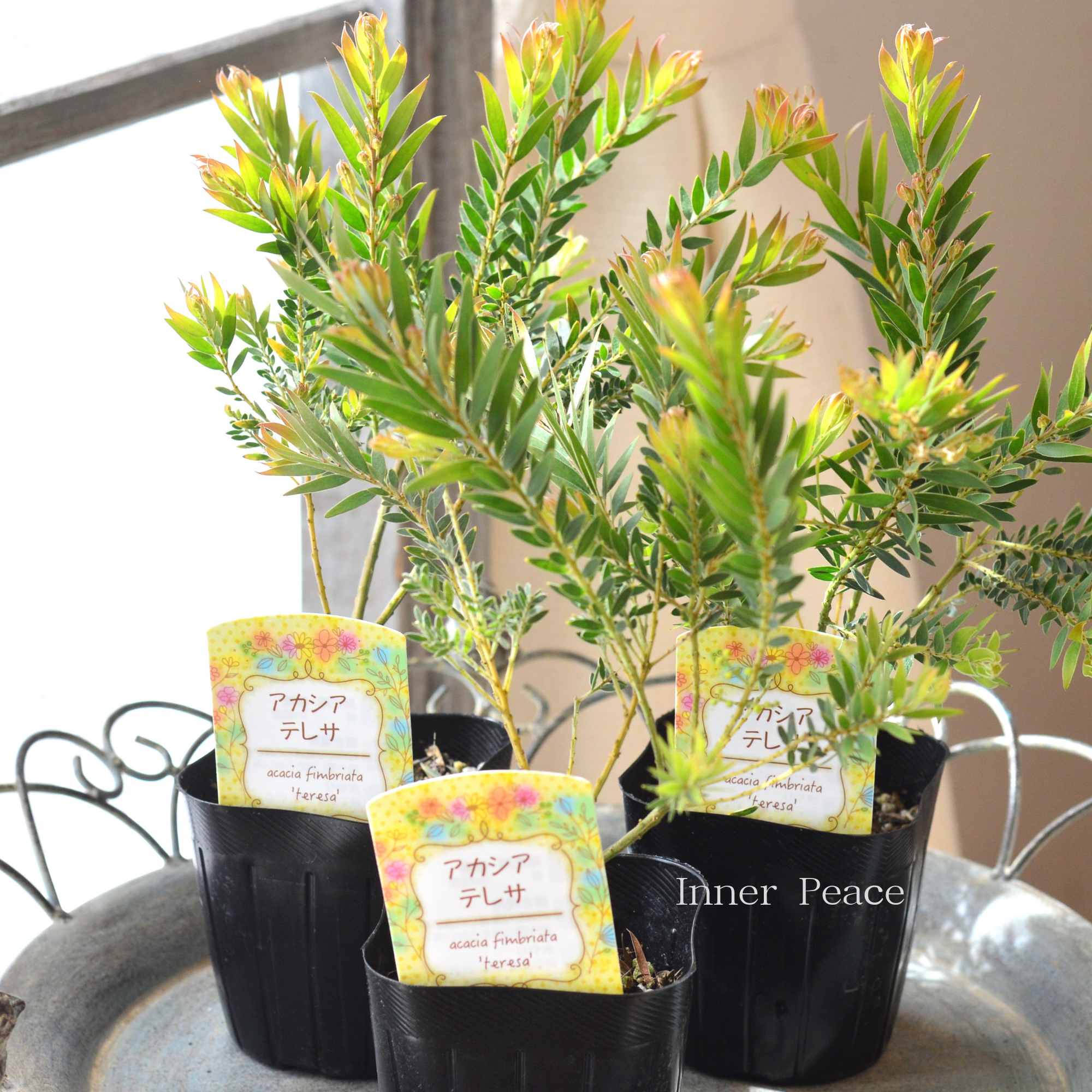 【美しい】 アカシア 『テレサ』　　３寸POT