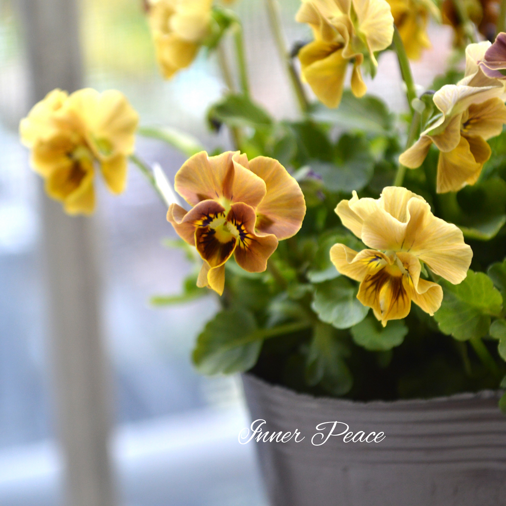 tef*tef*さんオリジナルビオラ】 フロチョコフリル 3.5寸POT