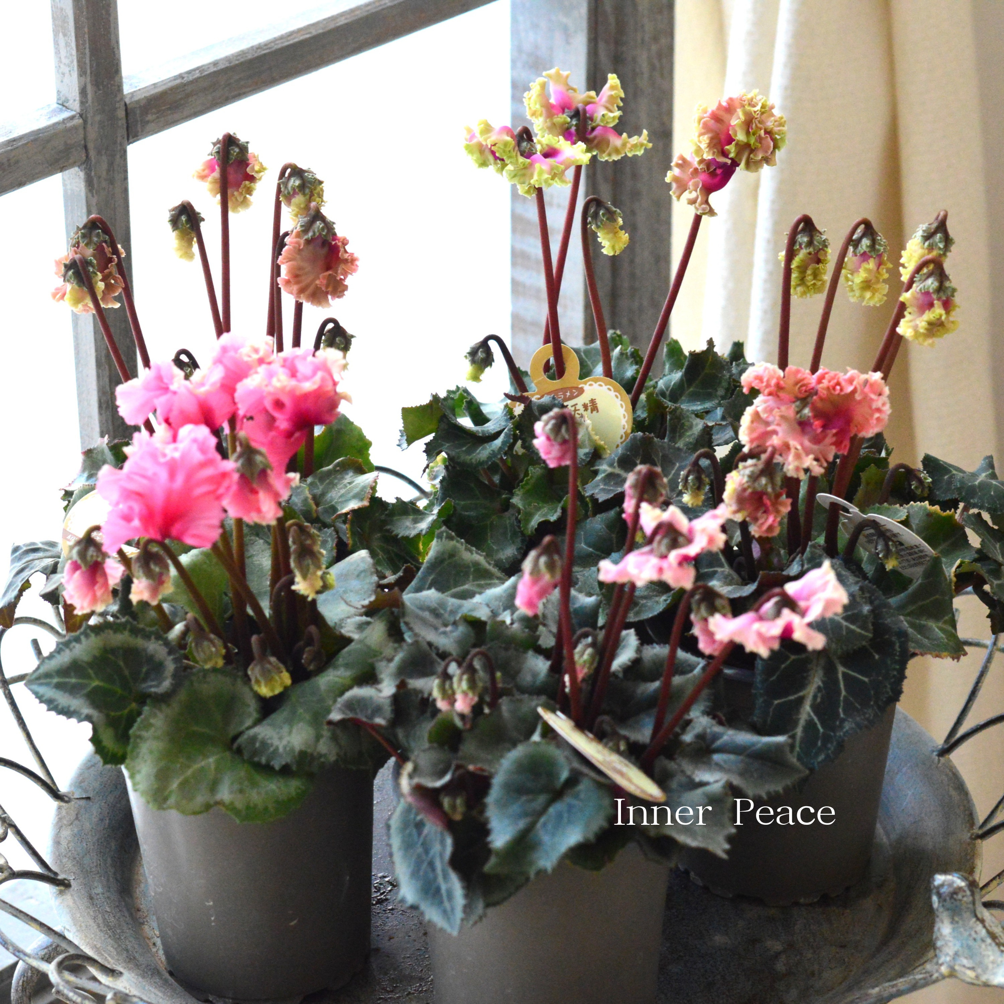 【希少】 ガーデンシクラメン　『森の妖精・アンティーク』　3寸ロング硬質POT