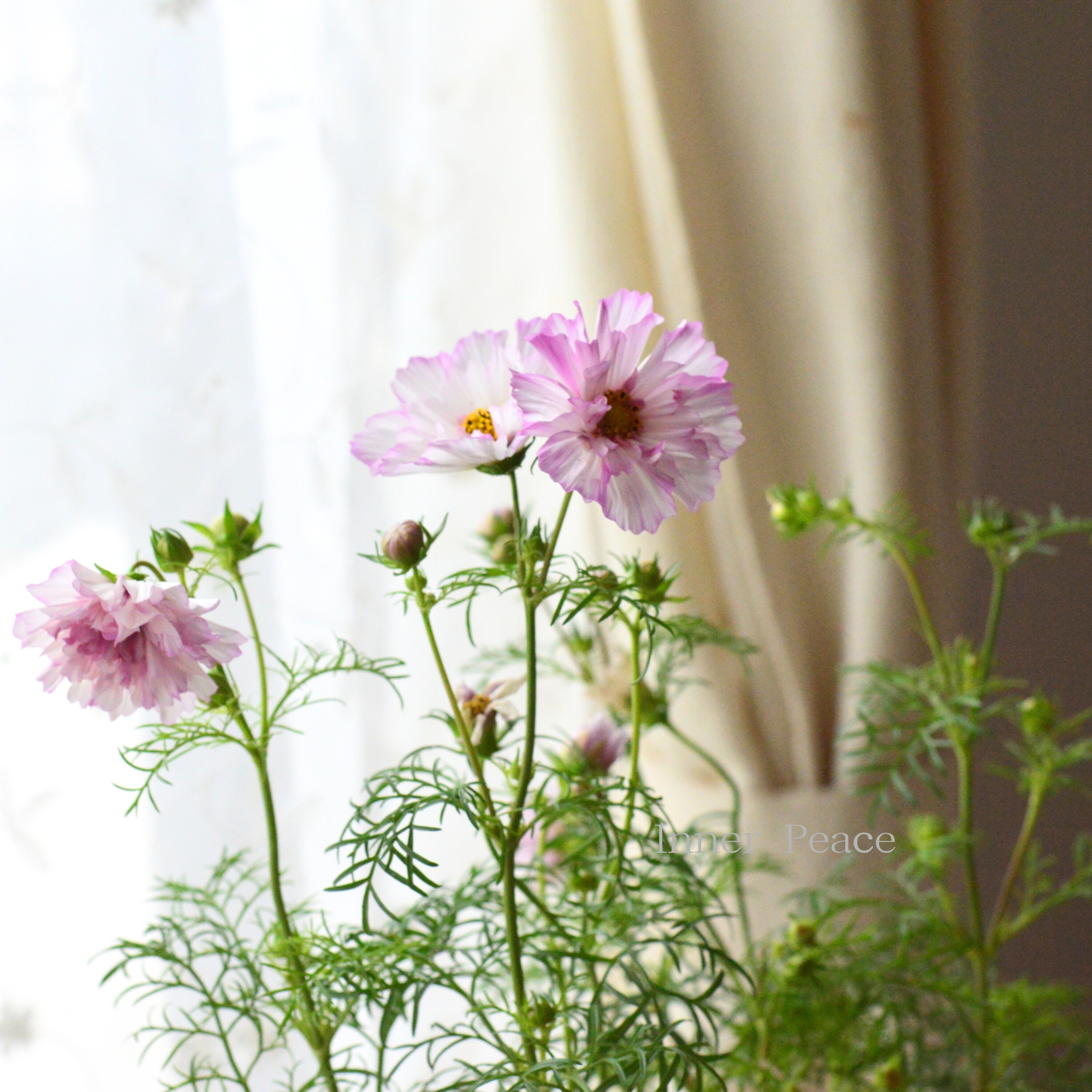 【人気】 コスモス　『ダブルクリック・バイカラーピンク』　　3寸ロングPOT