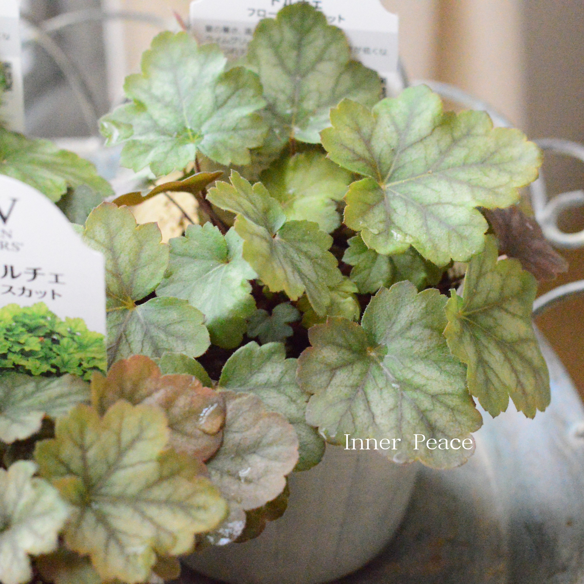 【PW】 ヒューケラ ドルチェ　『フローズンマスカット』　3.5寸POT