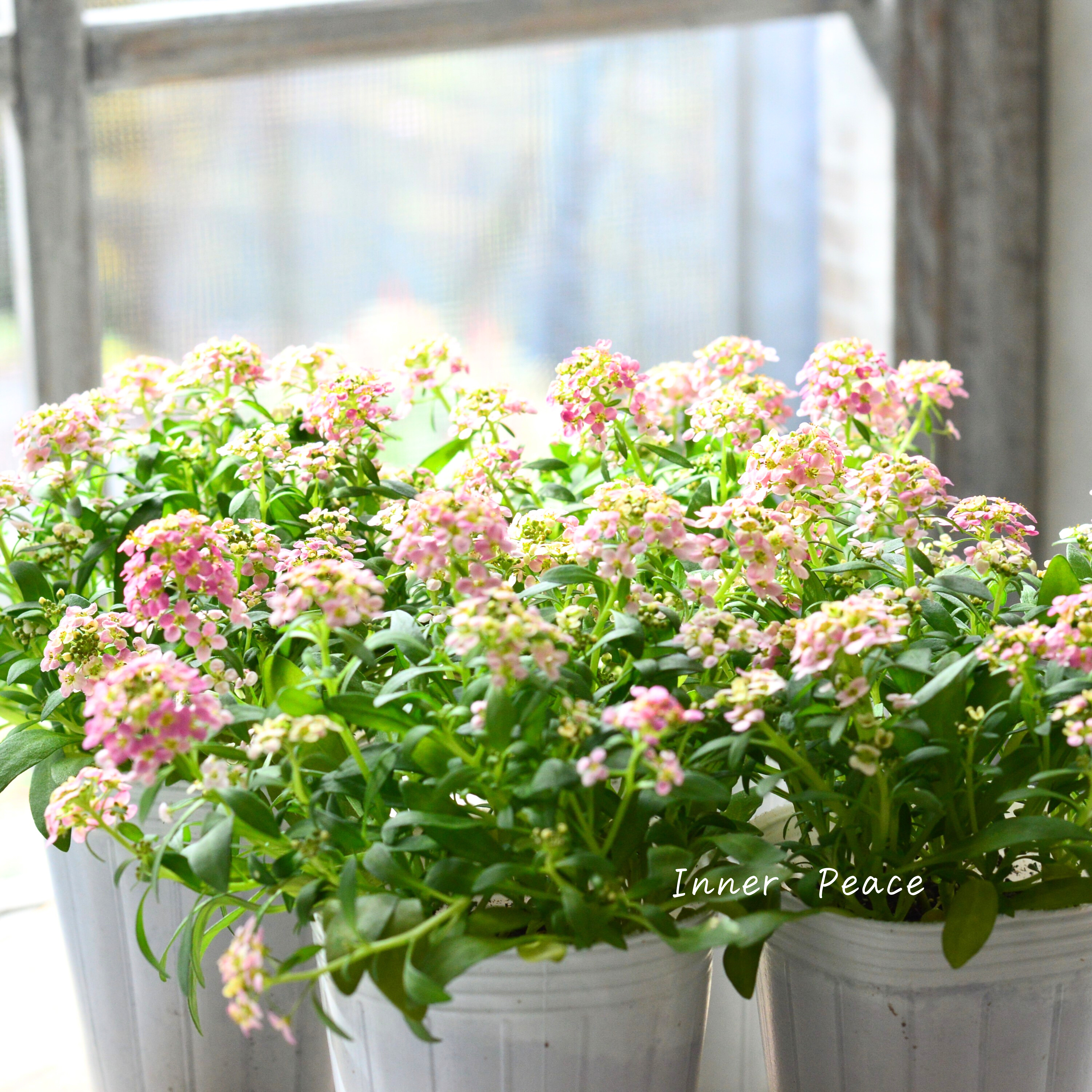【かわいい】 スイートアリッサム　『アルーレ・ブロンズ』　2.5寸POT