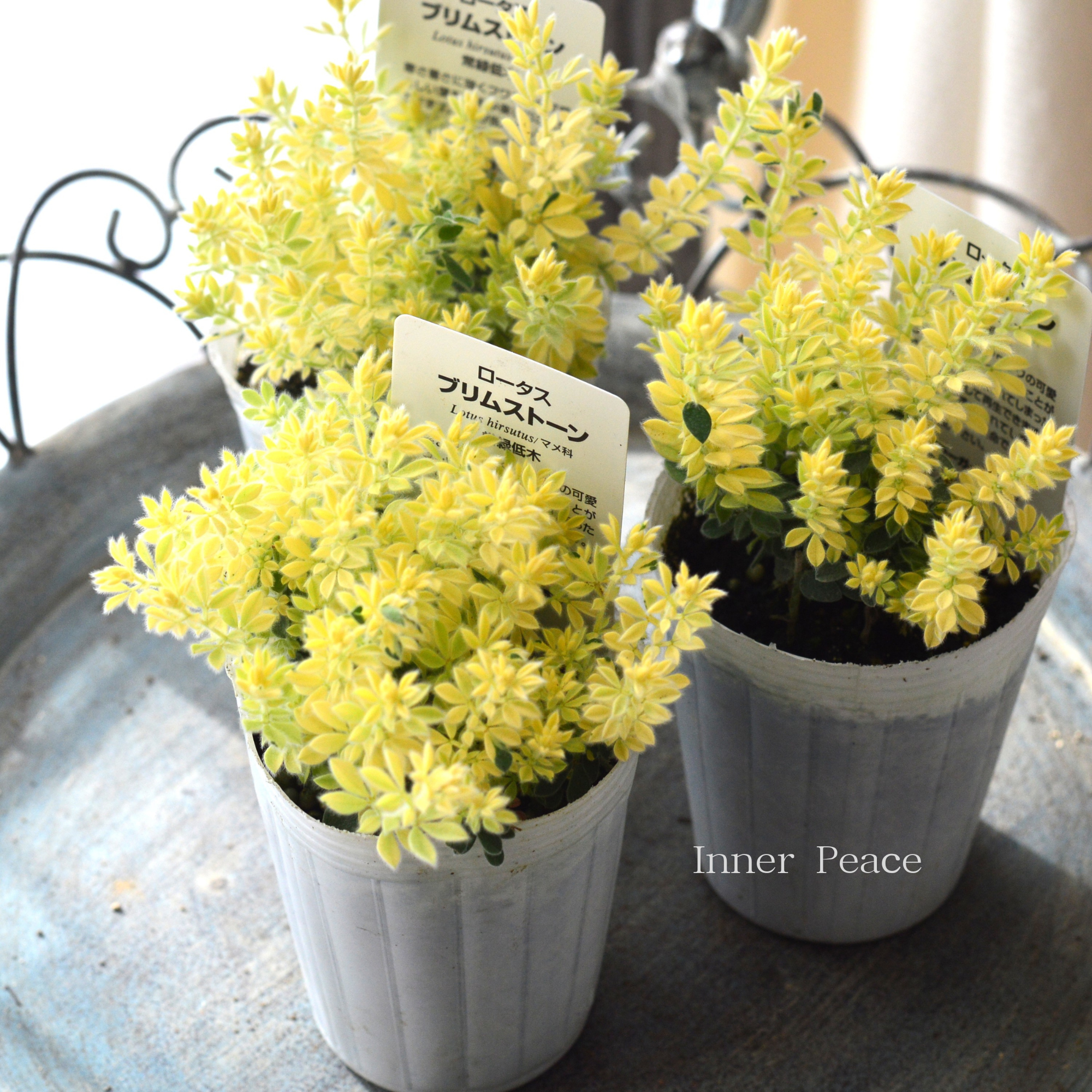 【暑さ寒さに強い】 ロータスブリムストーン　2.5寸POT