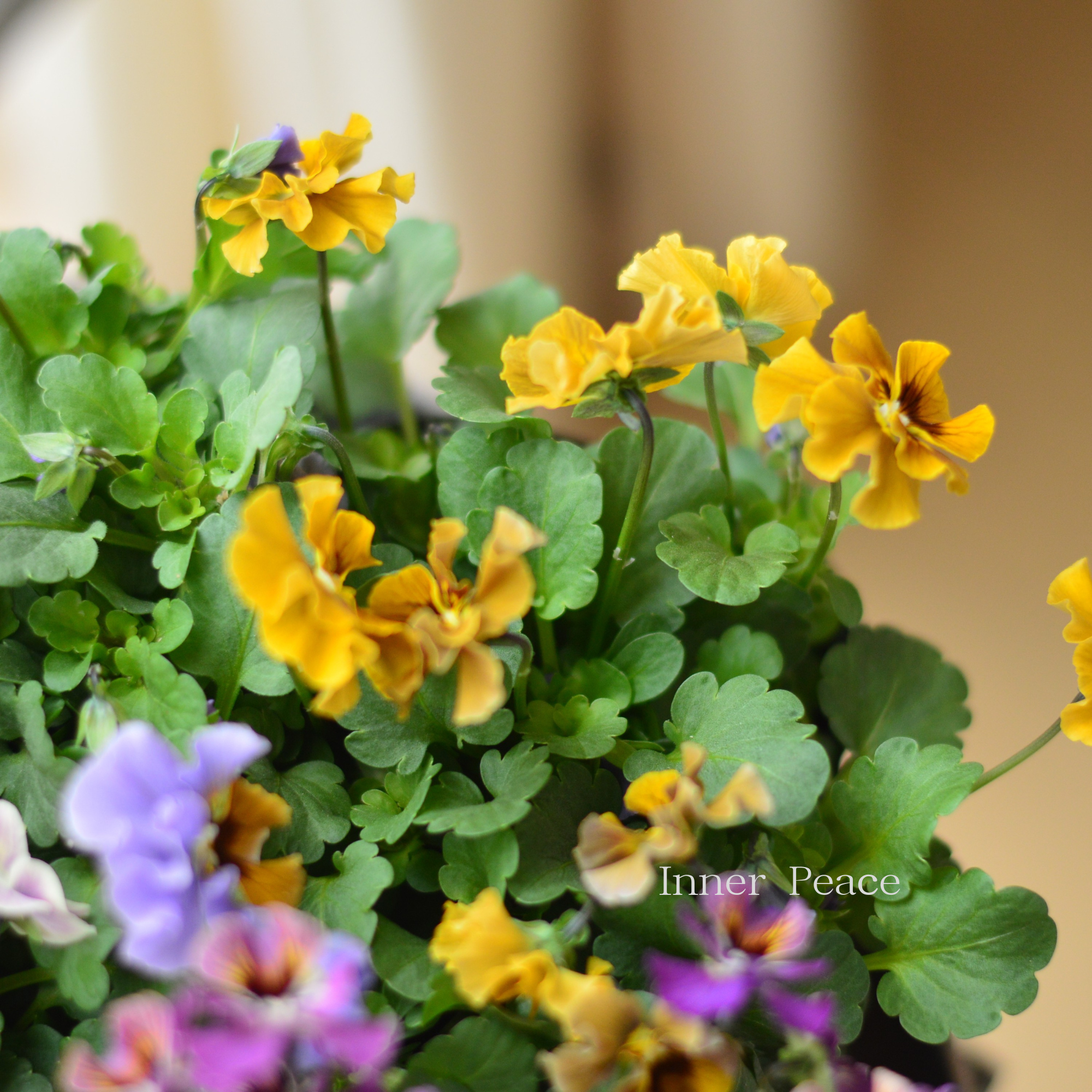 【tef*tef*さんオリジナルビオラ】 スモーキーヴェール・MIX　　3.5寸POT