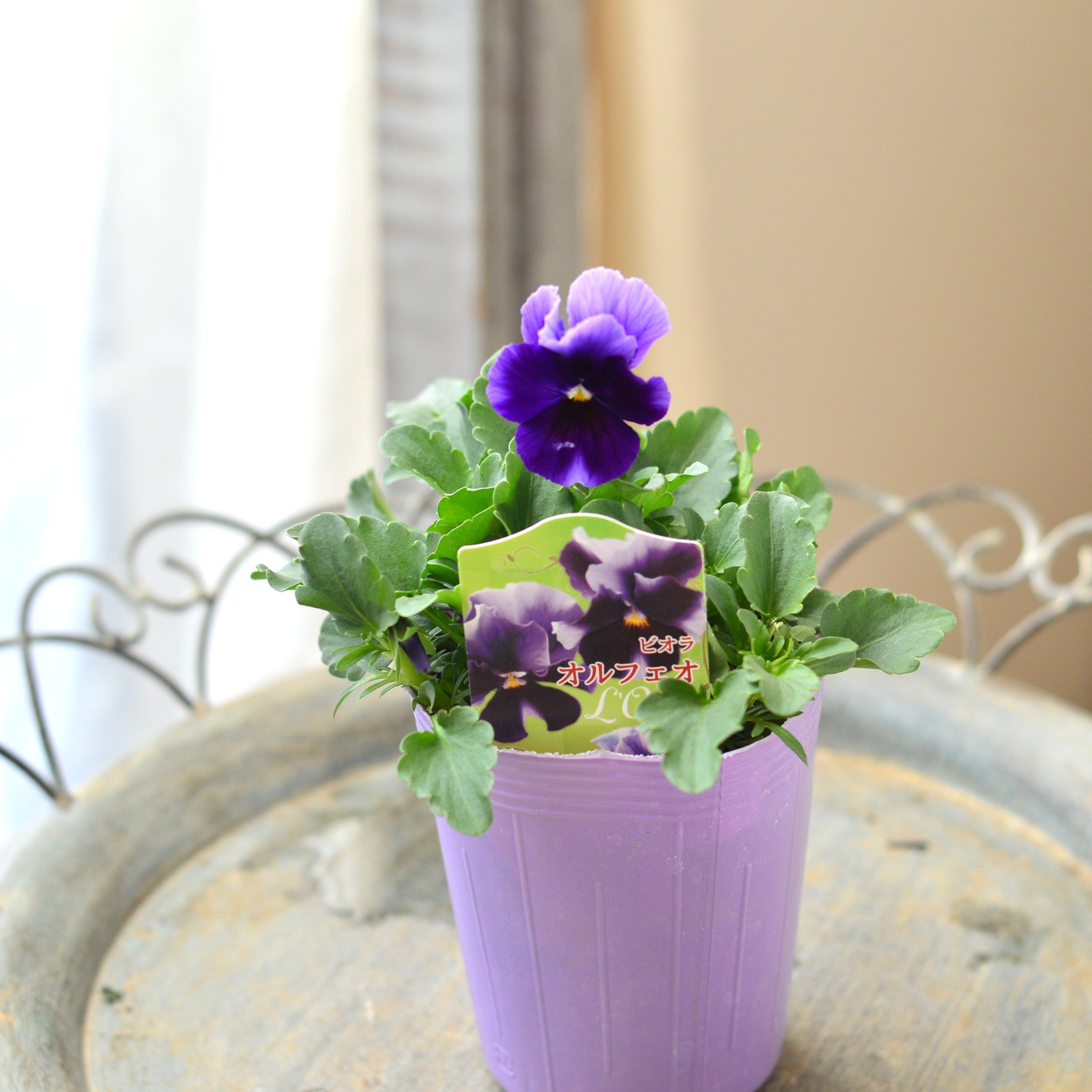 【花夢園芸さん】 ビオラ 『オルフェオ』　3寸ロングPOT